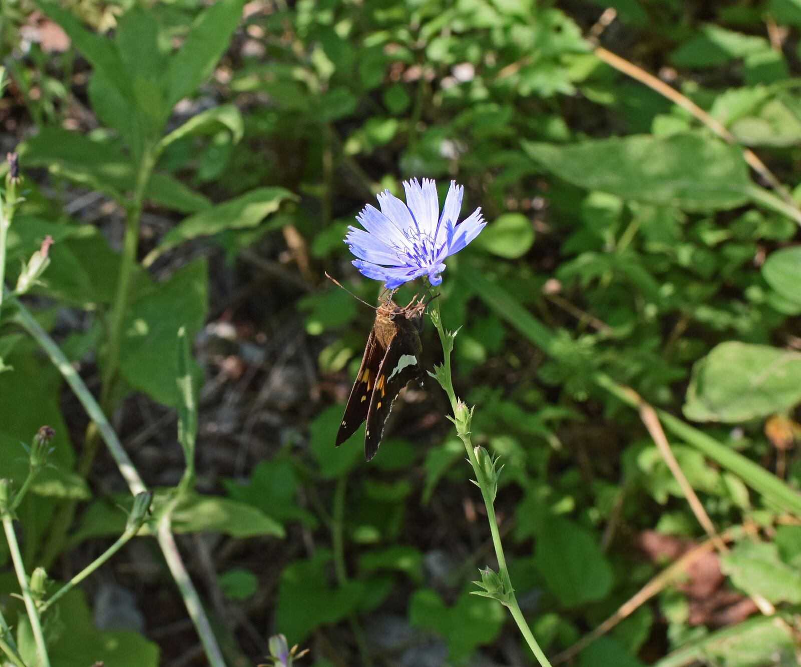 Nikon D3300 sample photo. Chicory with silver-spotted skipper photography