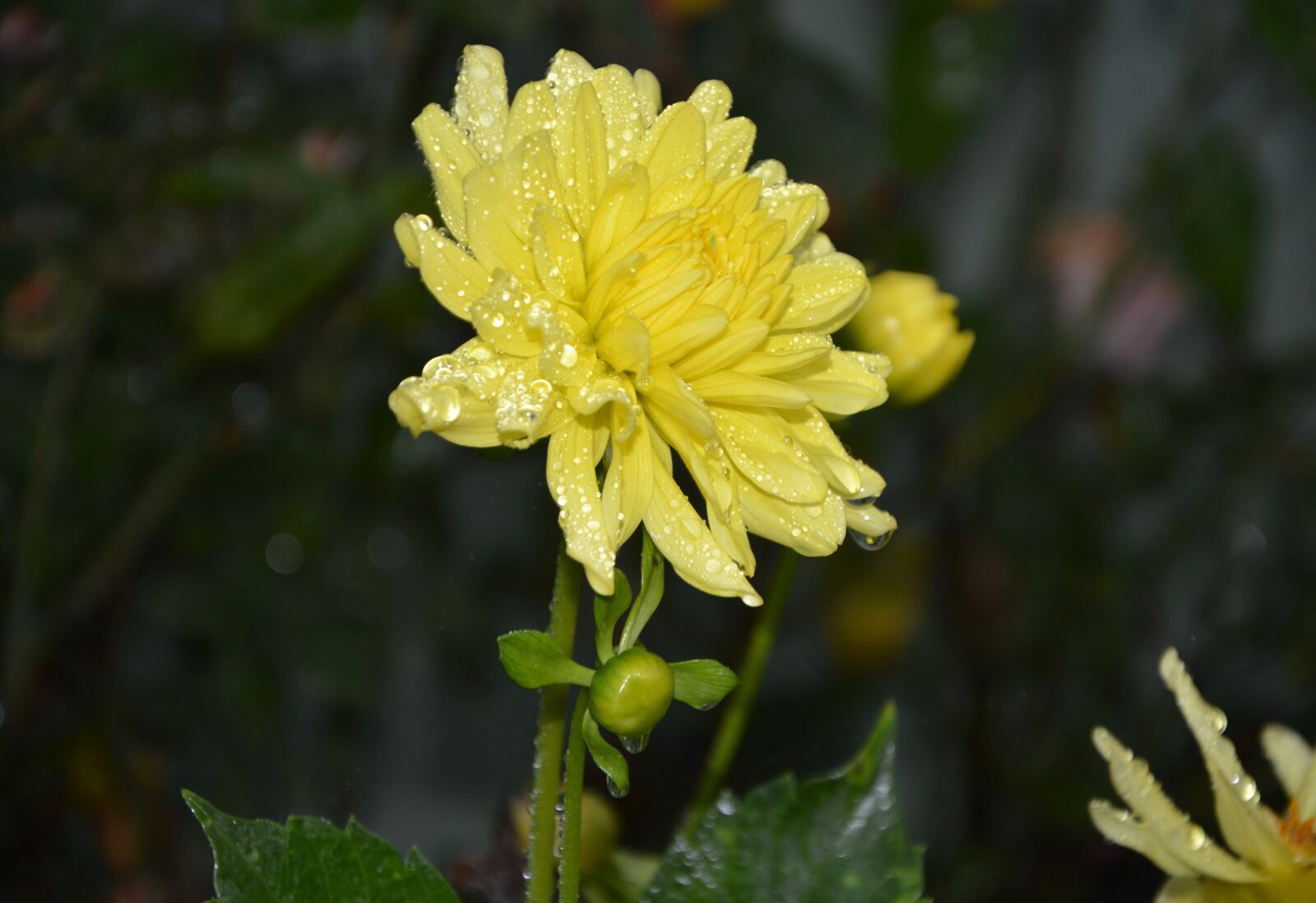 Nikon D5200 sample photo. Yellow flower, petals yellow photography