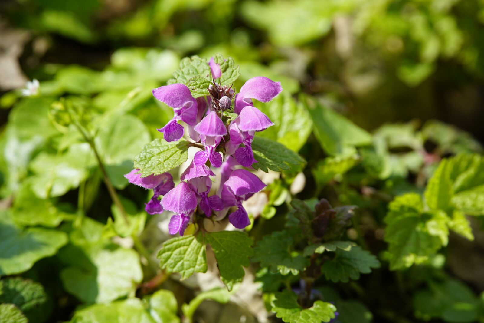Sony a7R II + Sony E PZ 18-105mm F4 G OSS sample photo. Dead nettle, forest, lamium photography