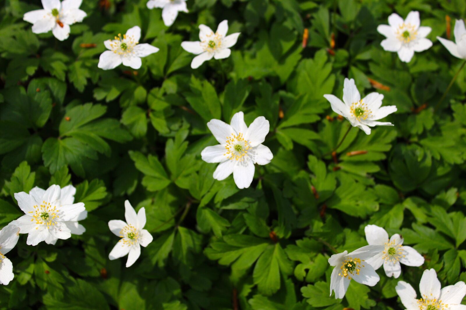 Canon EOS 600D (Rebel EOS T3i / EOS Kiss X5) sample photo. Flower, nature, plant photography
