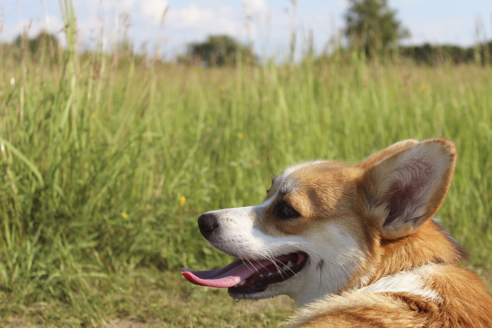 Canon EOS 4000D (EOS Rebel T100 / EOS 3000D) sample photo. Dog, corgi, puppy photography