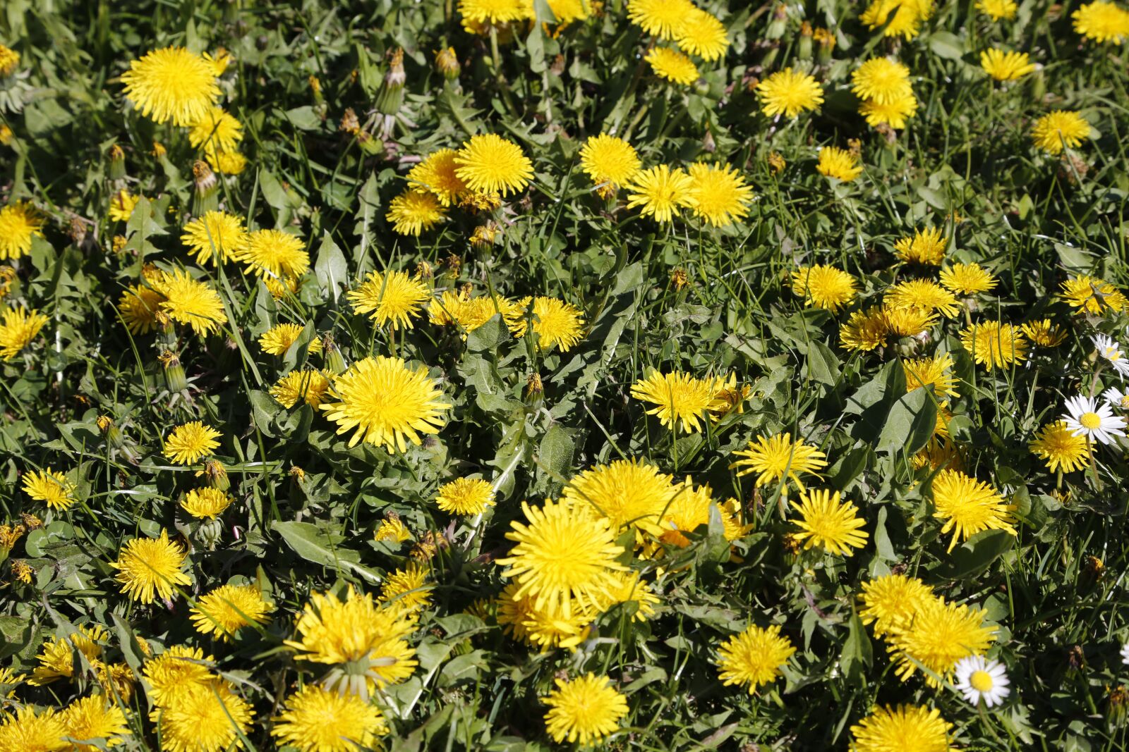 Canon EF 24-105mm F4L IS USM sample photo. Flowers, dandelion, yellow photography