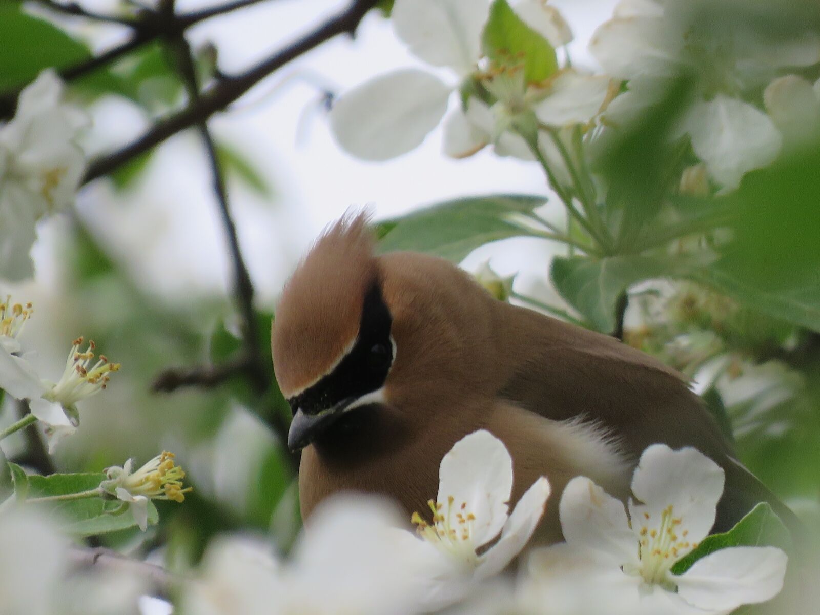 Canon PowerShot SX60 HS sample photo. Cedar waxwing, bird, apple photography