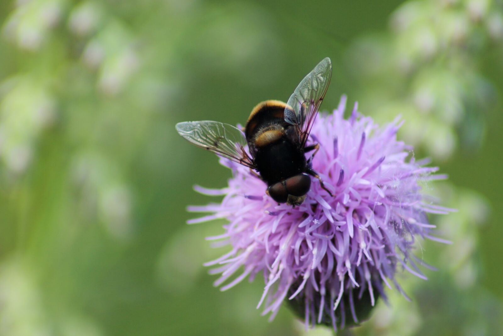 Canon EOS 1200D (EOS Rebel T5 / EOS Kiss X70 / EOS Hi) sample photo. Nature, insect, summer photography