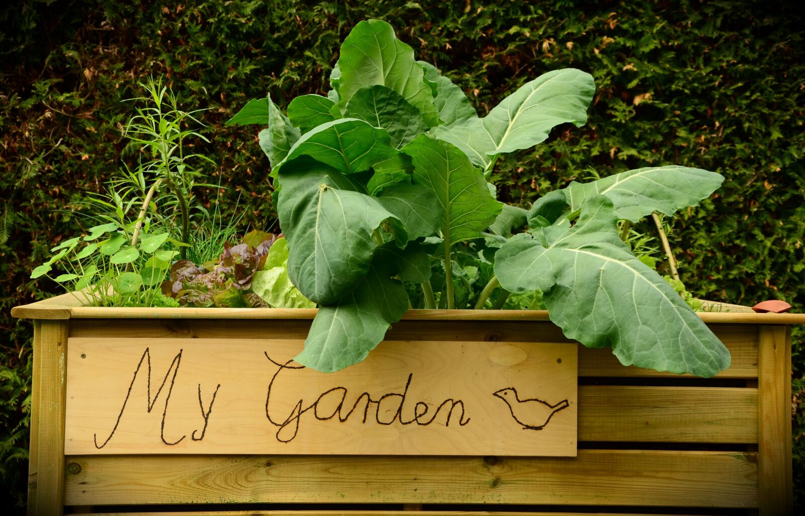Nikon D5100 sample photo. Garden, raised bed, bed photography