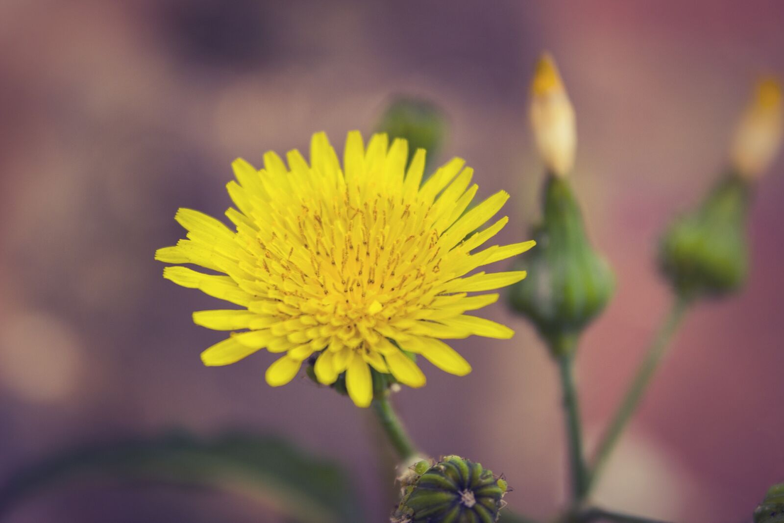 Canon EOS 600D (Rebel EOS T3i / EOS Kiss X5) sample photo. Flower, nature, floral photography