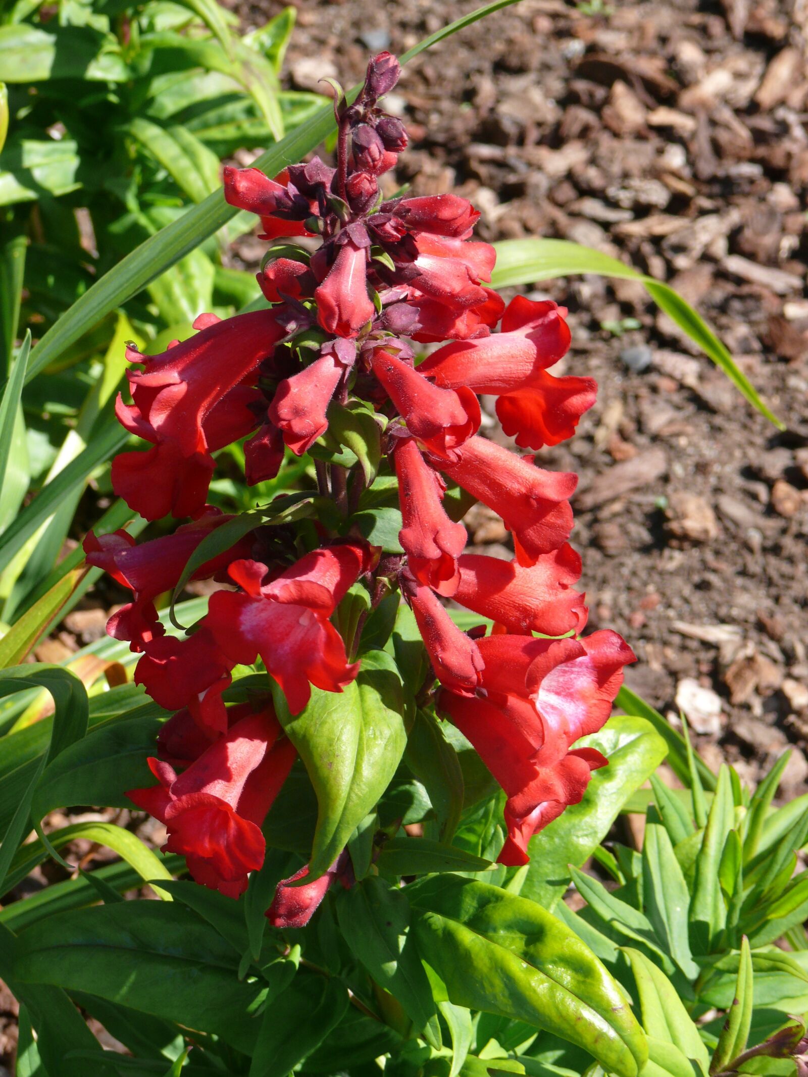 Panasonic DMC-FZ50 sample photo. Snapdragon, red, flower photography