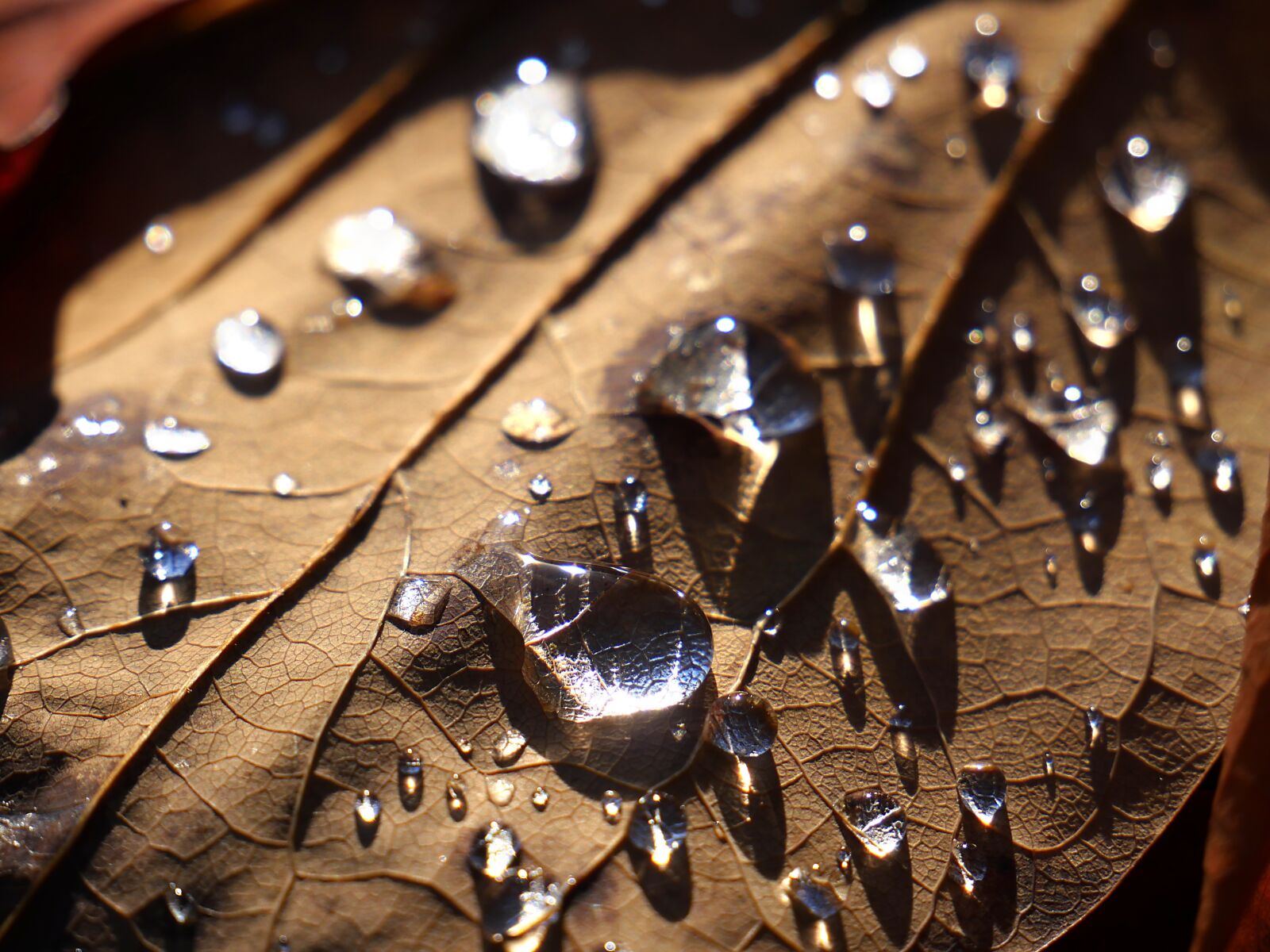 Panasonic Lumix DMC-GX8 sample photo. Leaf, drop of water photography