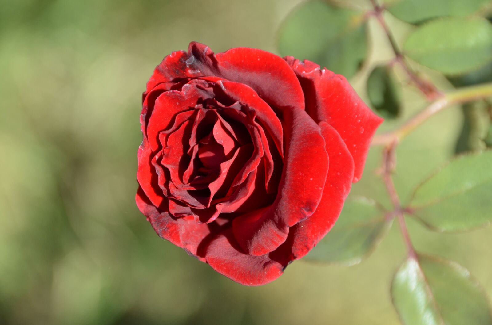 Nikon D7000 sample photo. Close up, red, flower photography