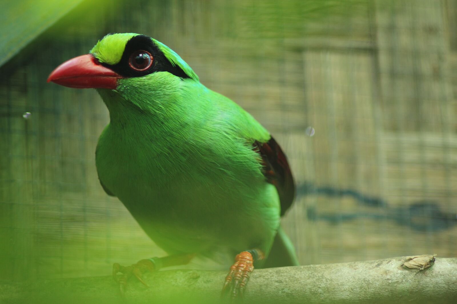 Canon EOS 550D (EOS Rebel T2i / EOS Kiss X4) sample photo. Javan green magpie, bird photography