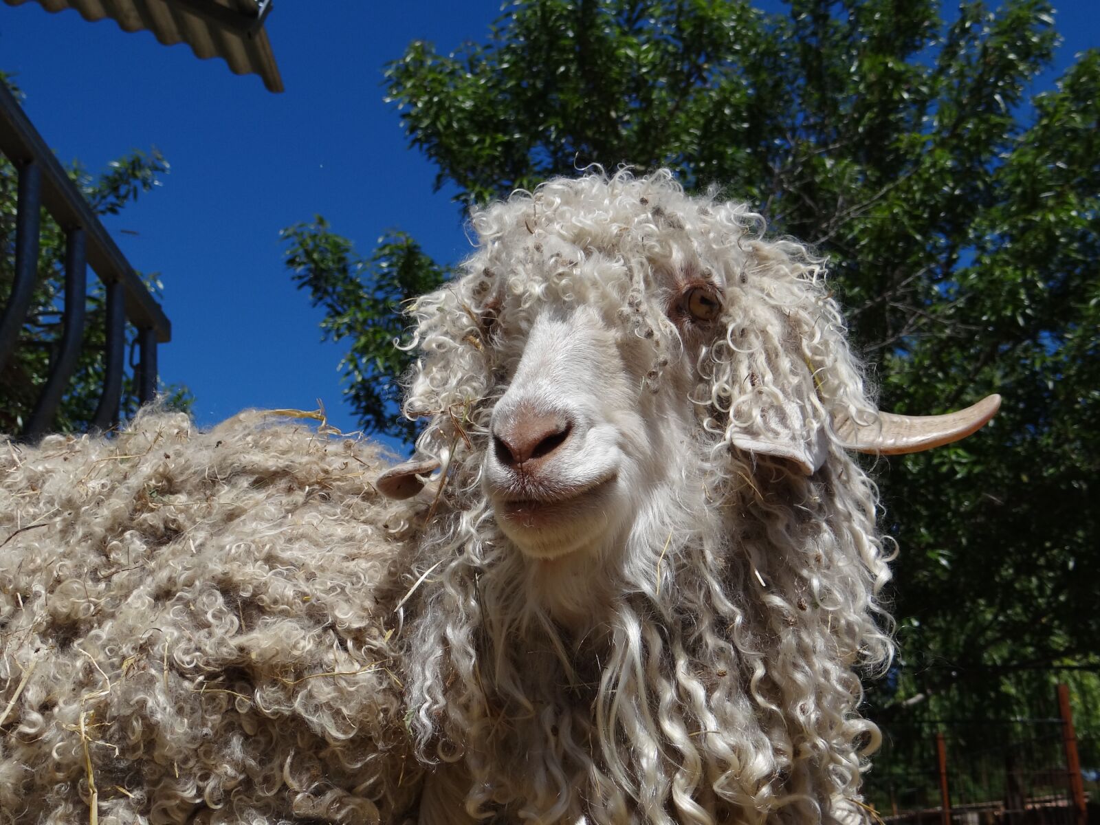 Sony Cyber-shot DSC-HX100V sample photo. Goat, angora, wool photography