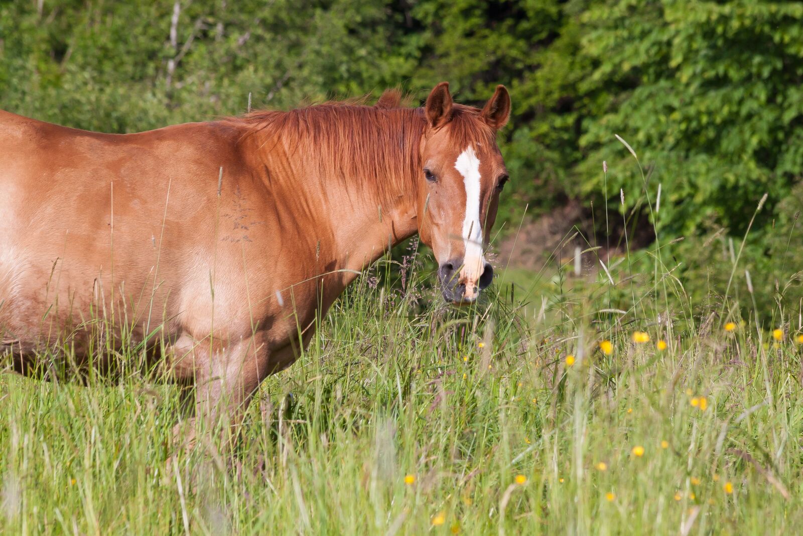 Canon EOS 50D sample photo. Horse, brown, fuchs photography