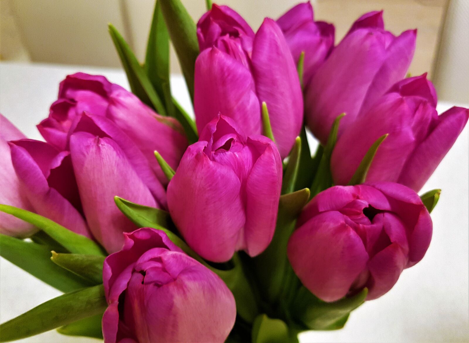 Samsung Galaxy S7 Edge sample photo. Tulips, flowers, spring photography