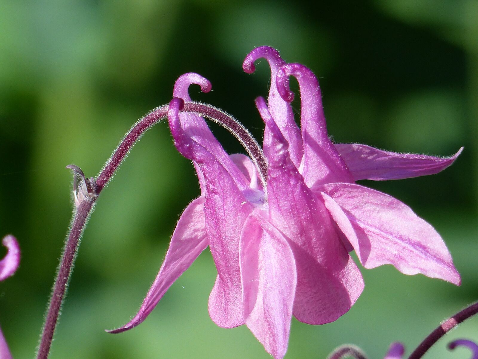 Panasonic Lumix DMC-FZ200 sample photo. Columbine, flower, pink photography