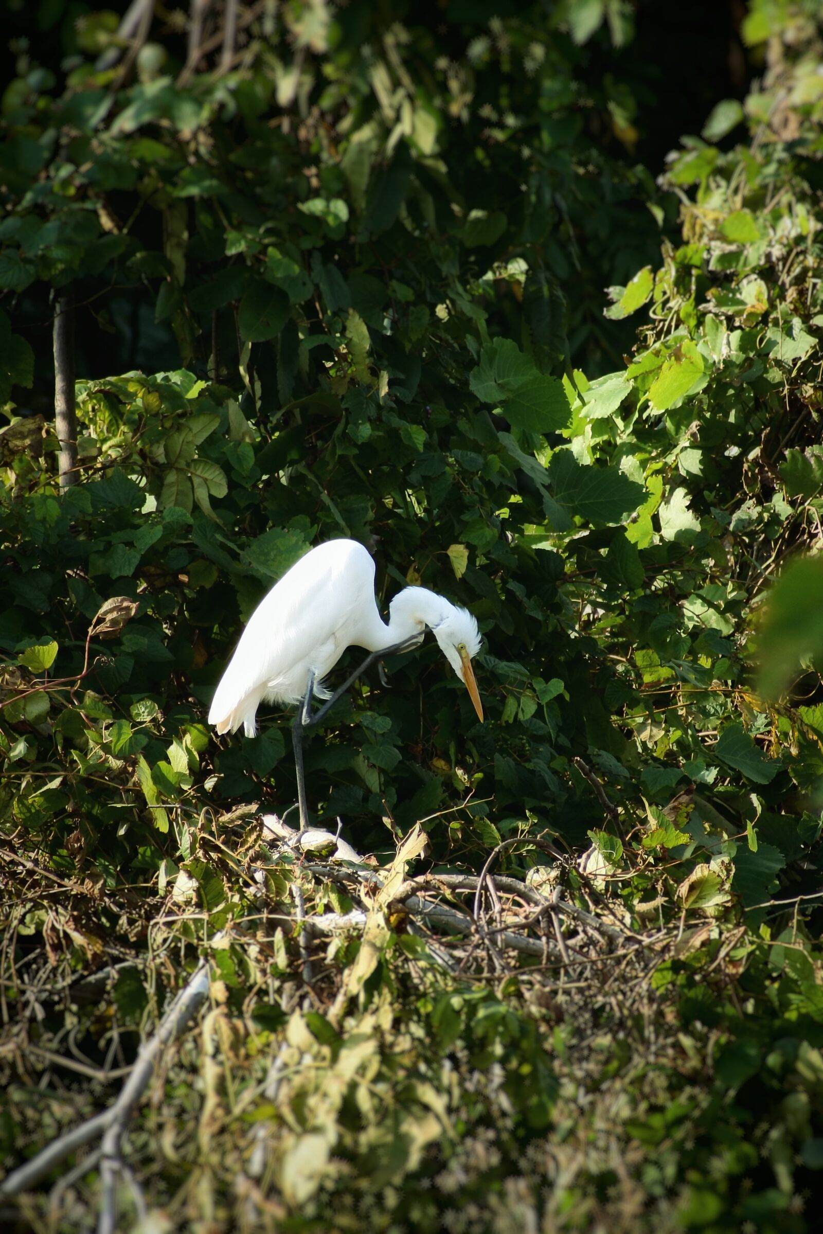 VR 70-300mm f/4.5-6.3G sample photo. Animal, forest, wood photography