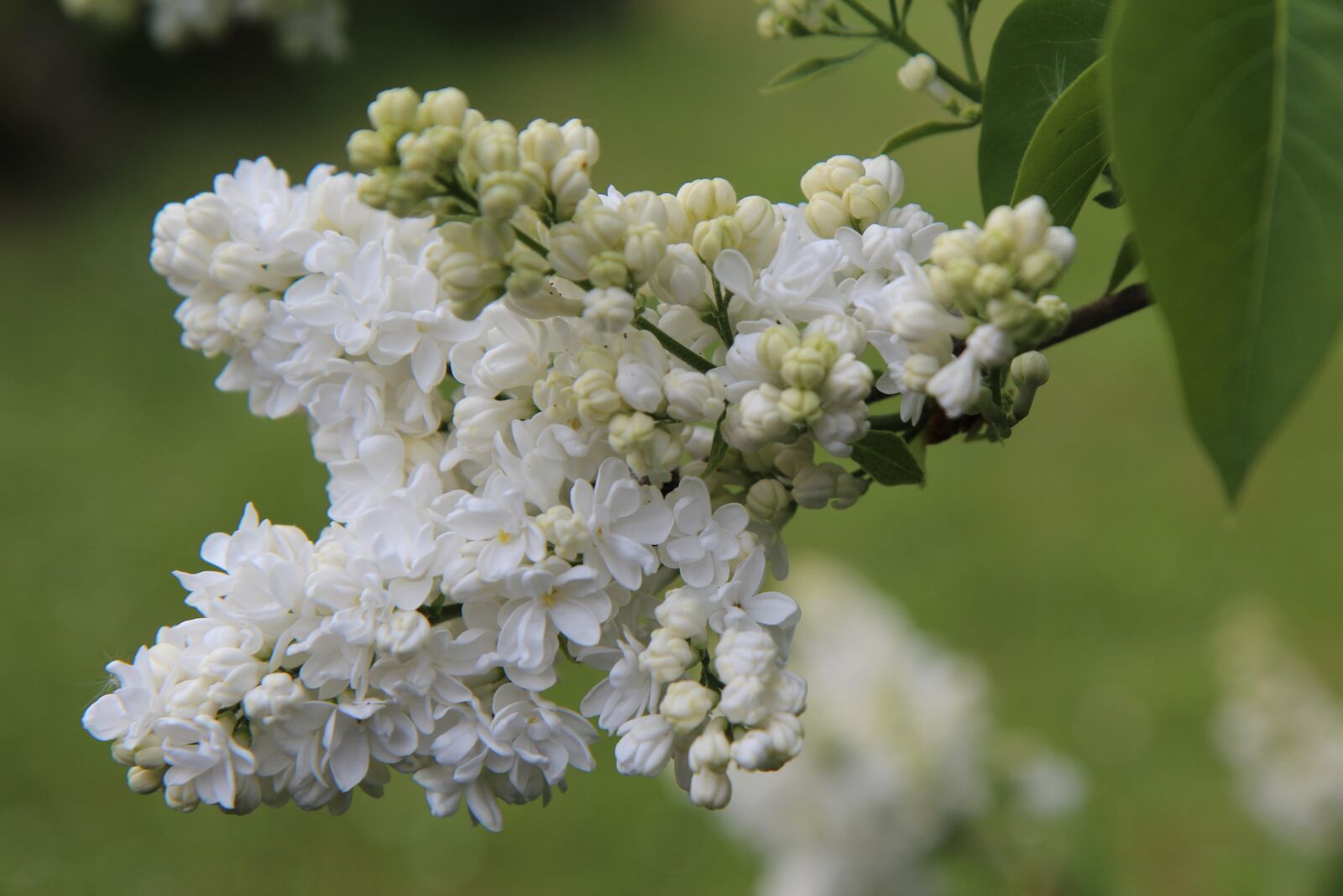 Canon EOS 600D (Rebel EOS T3i / EOS Kiss X5) sample photo. Lilac, white lilac, flowers photography