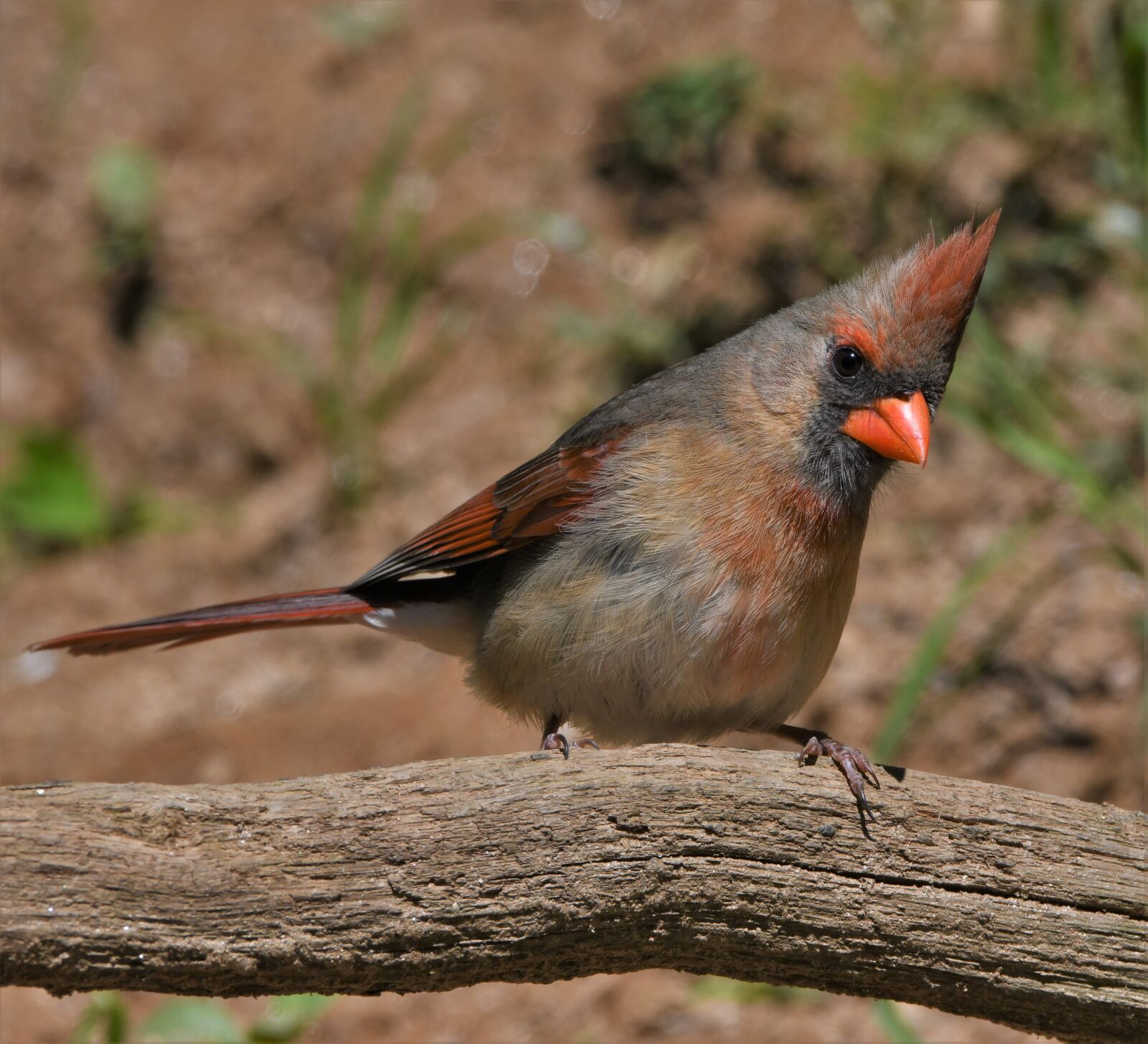 Nikon D850 sample photo. Bird, cardinal, northern photography