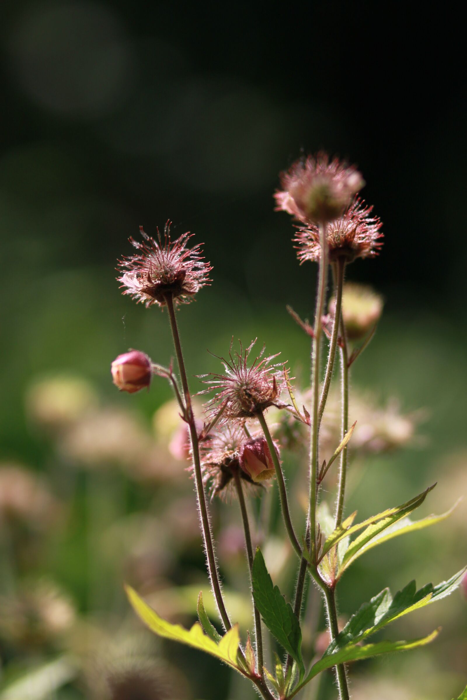 Canon EOS 500D (EOS Rebel T1i / EOS Kiss X3) sample photo. Flowers, nature, plants photography