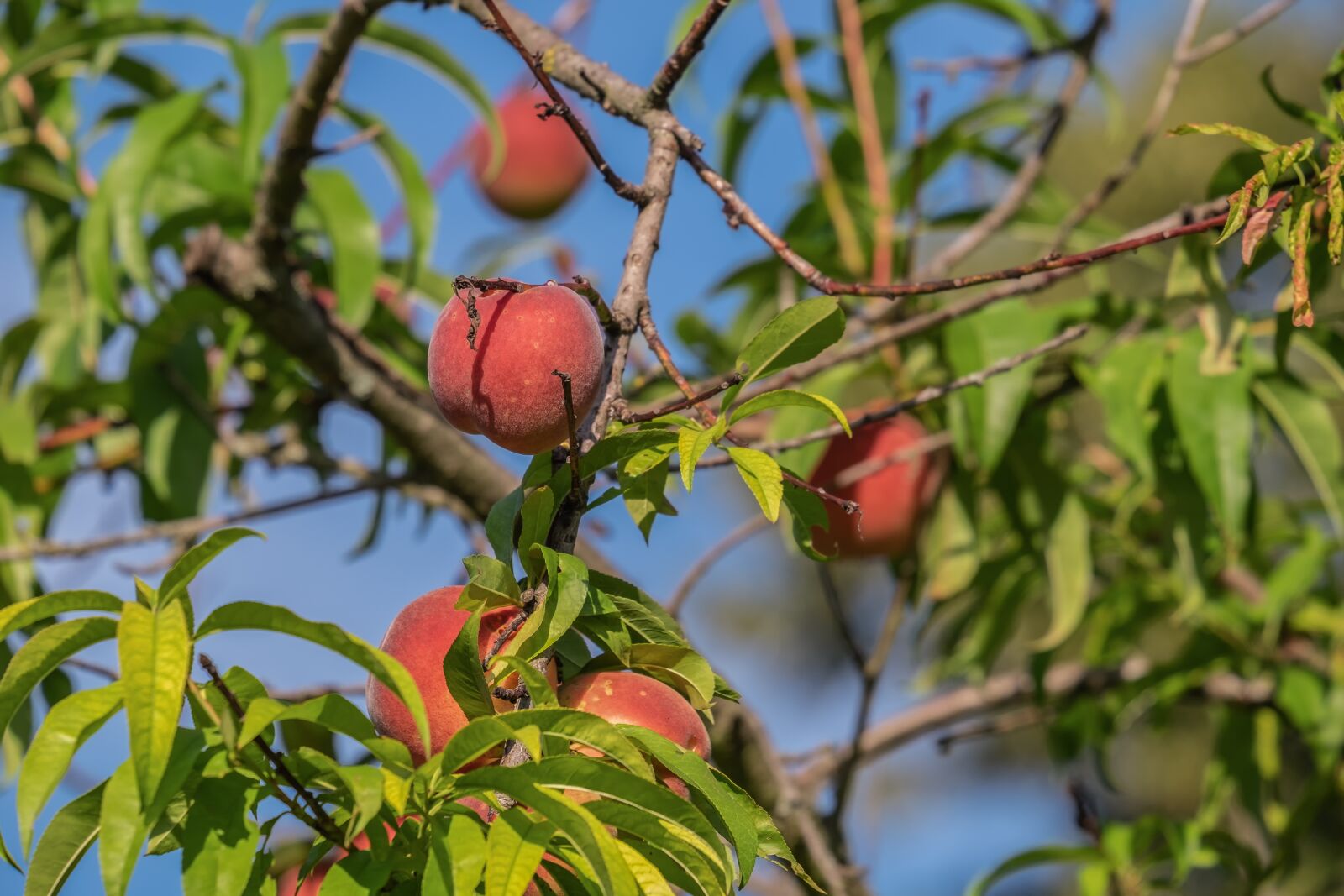 Fujifilm XF 55-200mm F3.5-4.8 R LM OIS sample photo. Peach tree, peach, fruit photography