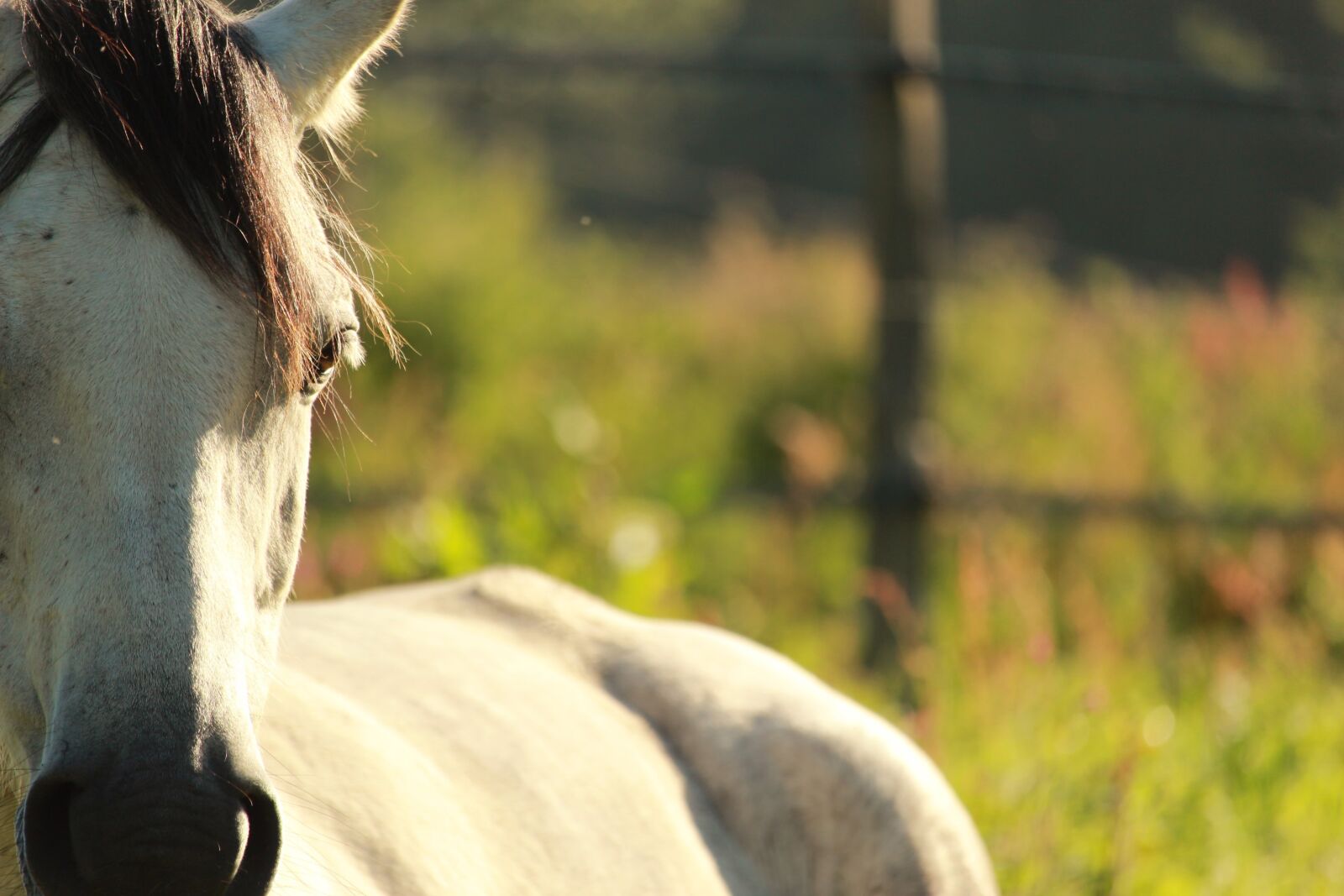 Canon EF-S 55-250mm F4-5.6 IS STM sample photo. Horses, arabian horse, pastures photography