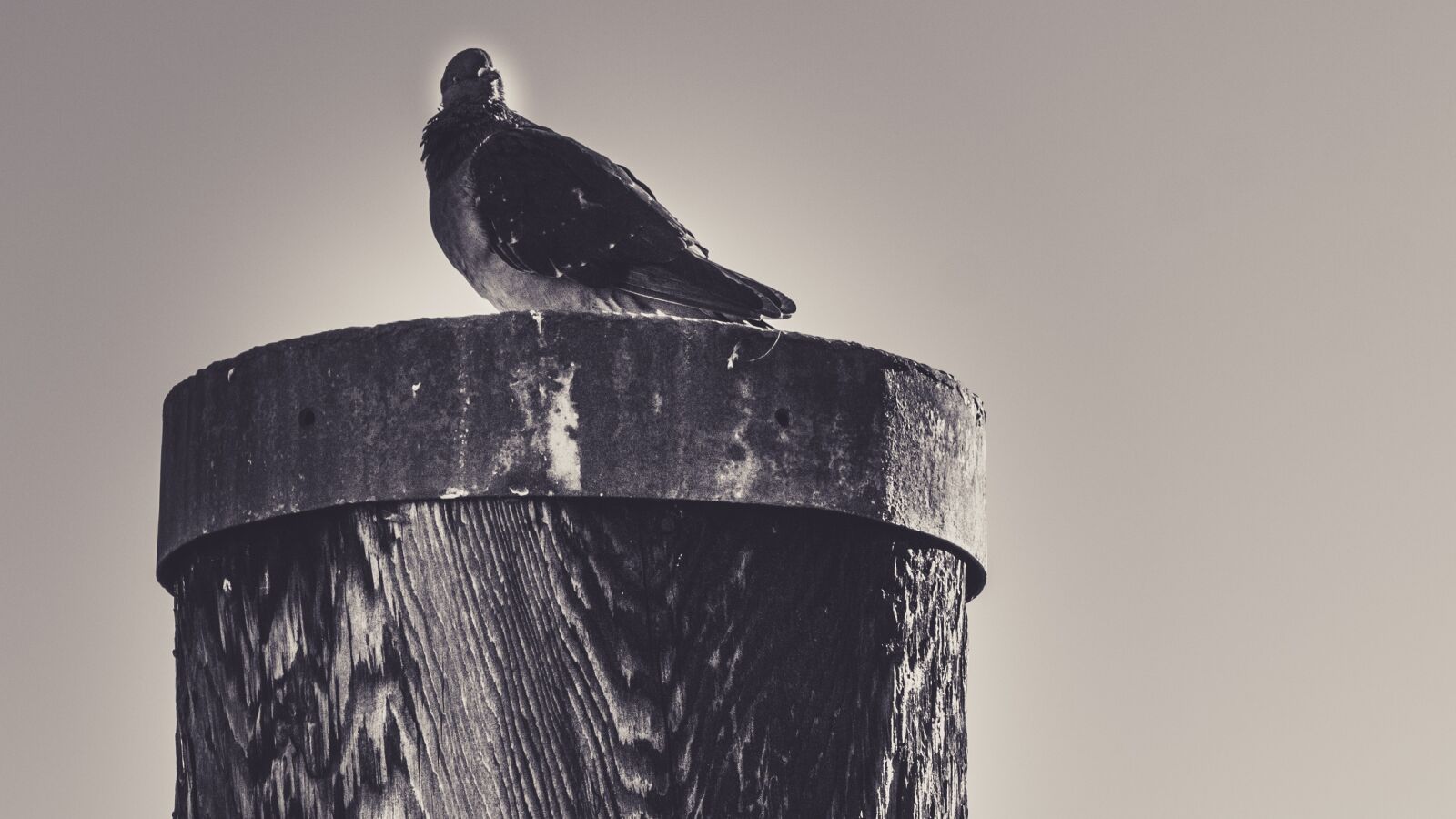 Canon EOS 650D (EOS Rebel T4i / EOS Kiss X6i) sample photo. City pigeon, lake constance photography