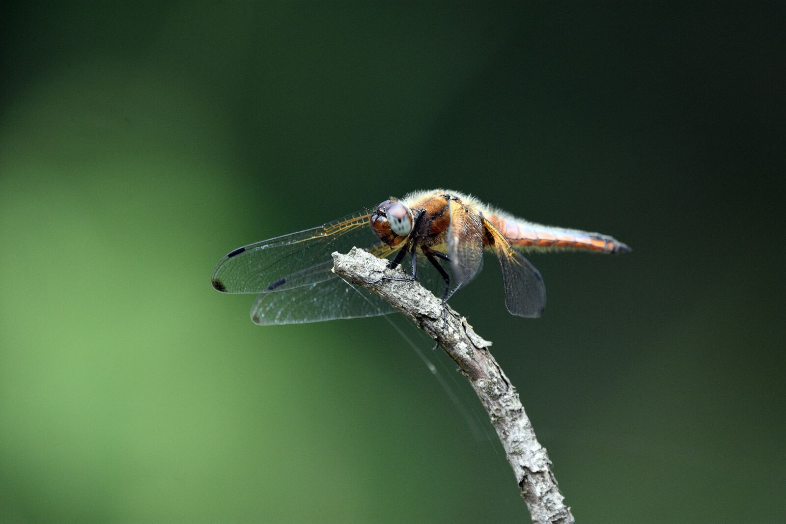 Nikon D3400 sample photo. Dragonfly, insect, water photography