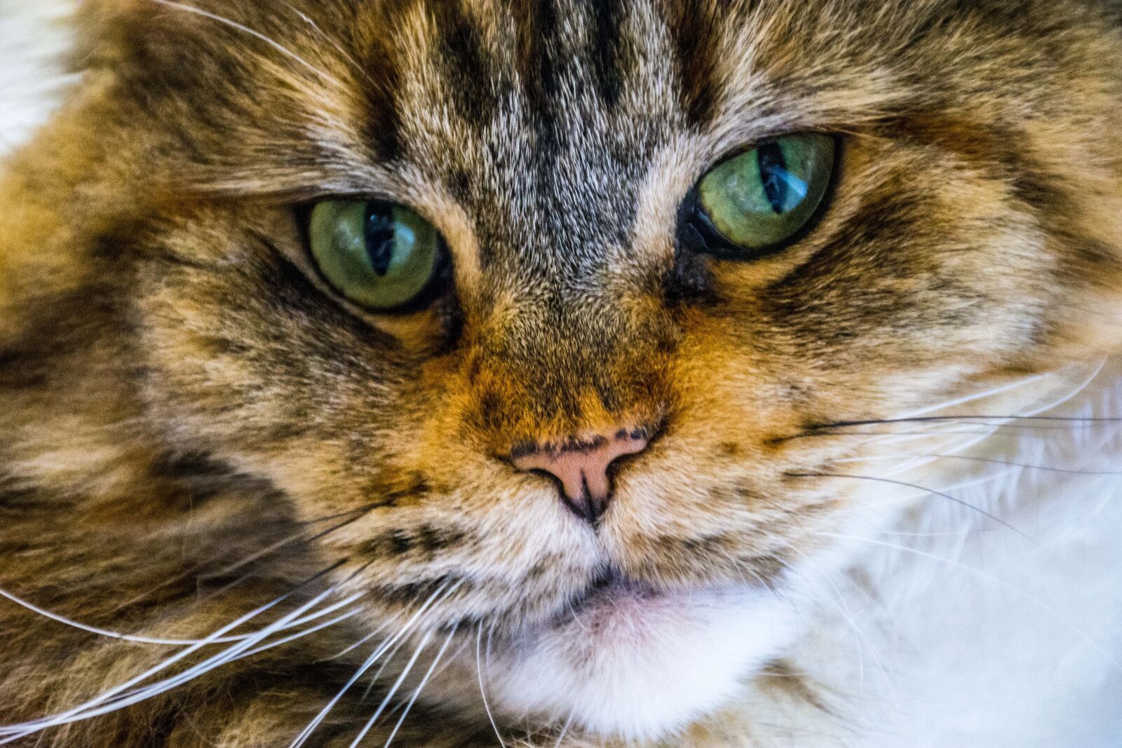 Nikon D7200 sample photo. Cute, animal, mammal photography