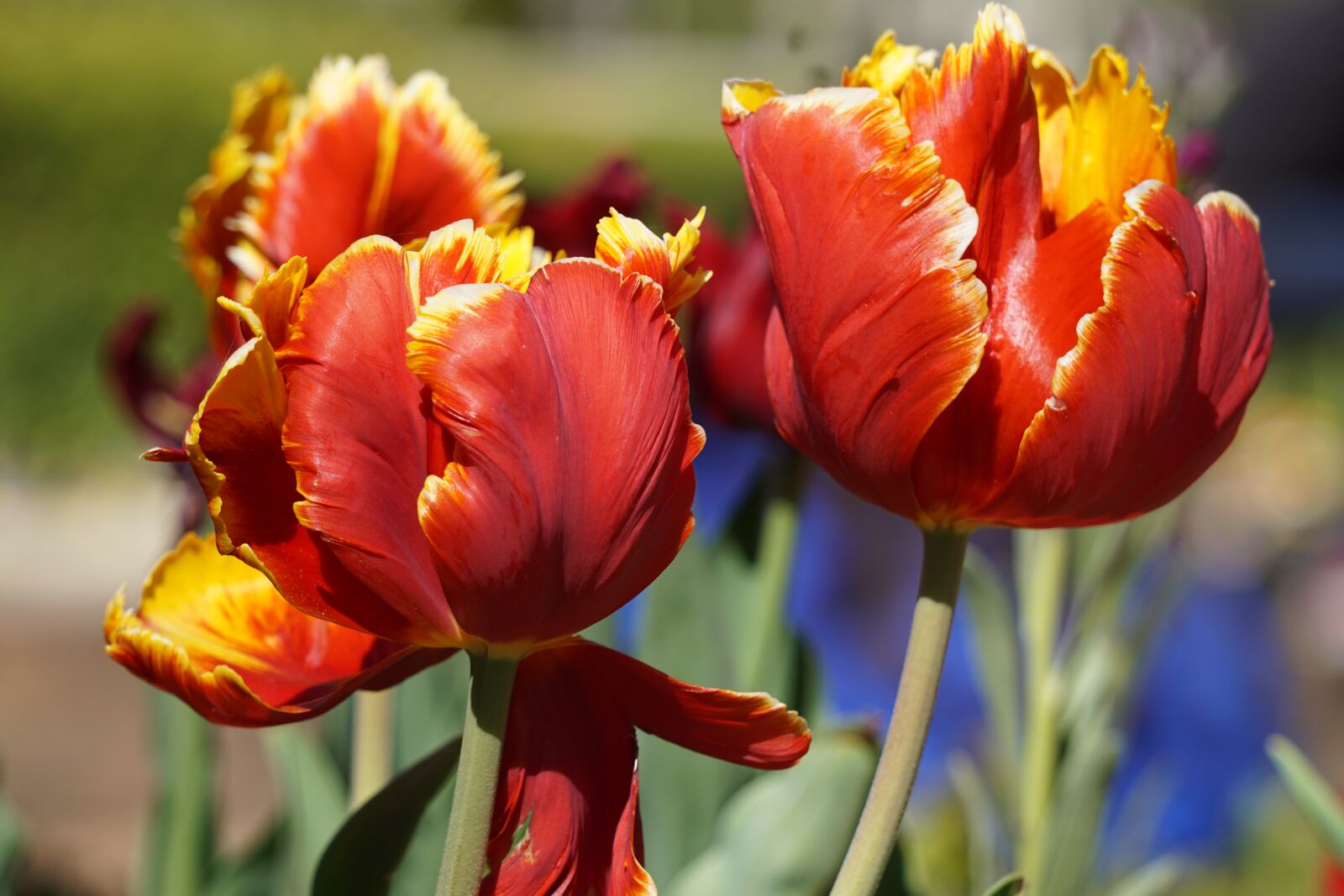 Sony a5100 sample photo. Flowers, tulips, red photography