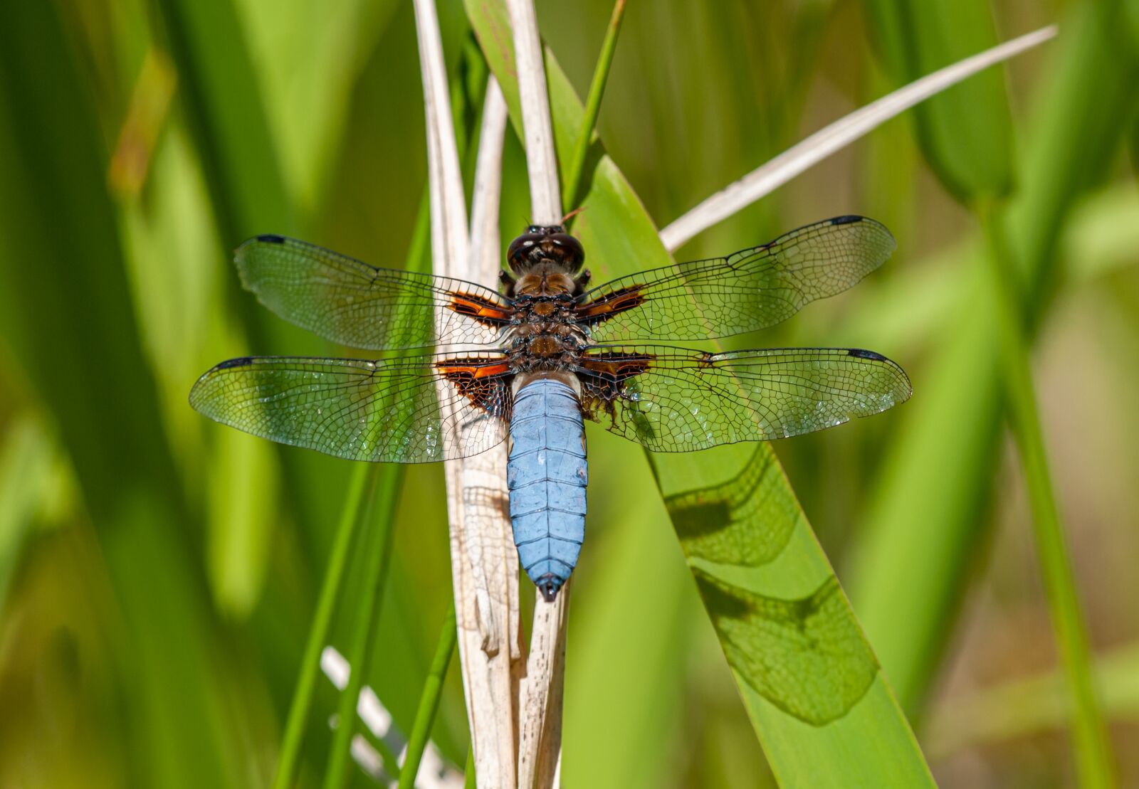 Nikon D300 sample photo. Dragonfly, insect, macro photography