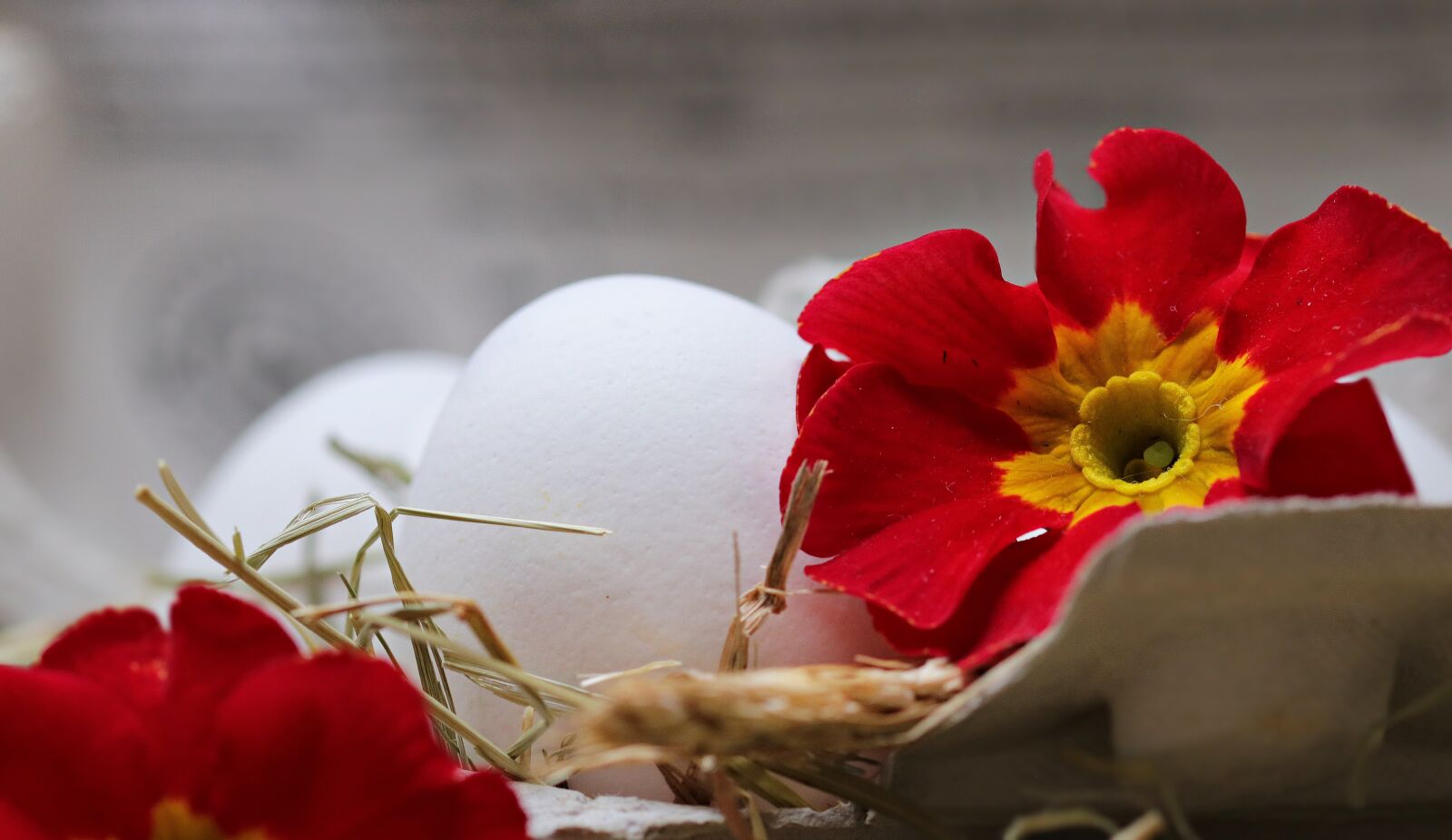 Canon EOS 80D sample photo. Egg, straw, flower photography