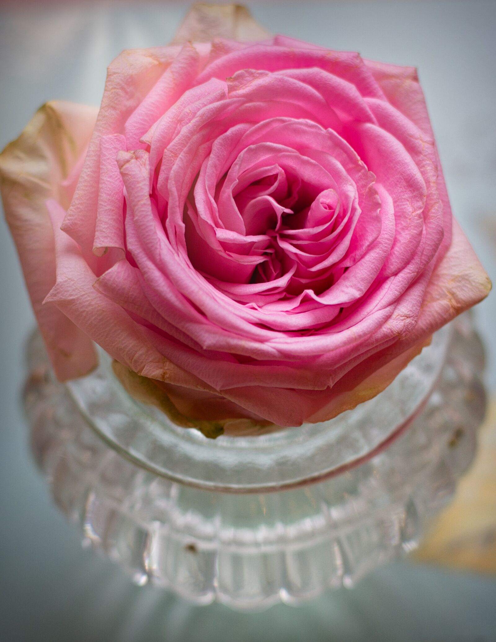 Canon EOS 200D (EOS Rebel SL2 / EOS Kiss X9) + Canon EF 50mm F1.8 STM sample photo. Rose, pink, noble photography