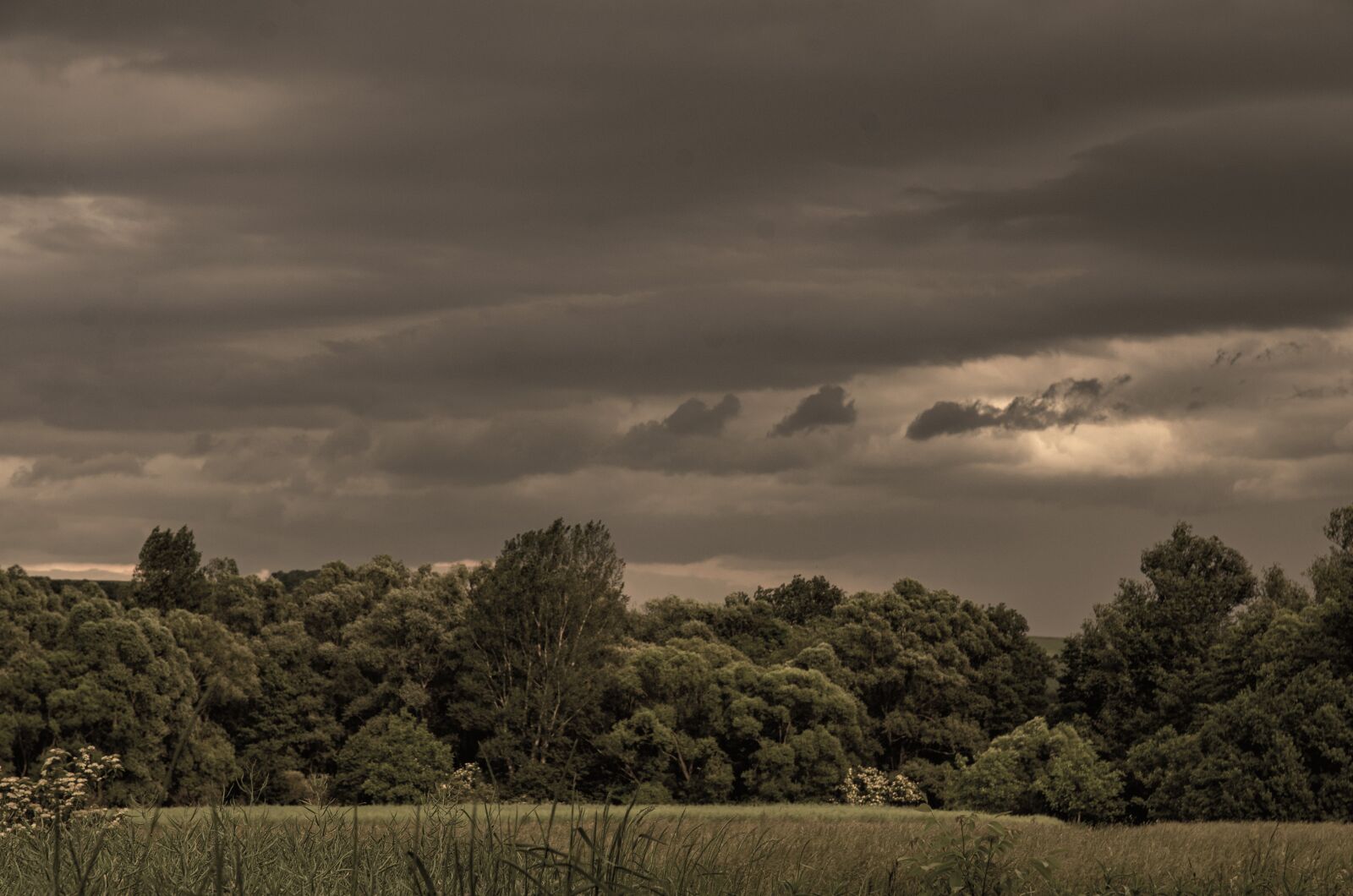 Nikon D7000 sample photo. Forests, trees, the clouds photography