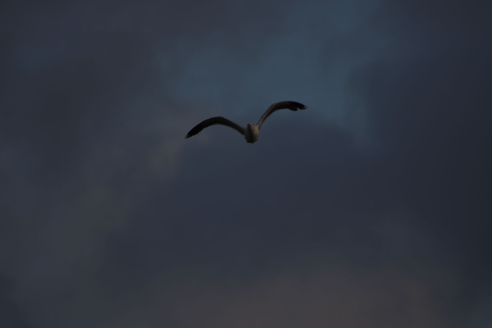 Canon EF 75-300mm f/4-5.6 sample photo. Bird, sea, gull, sky photography