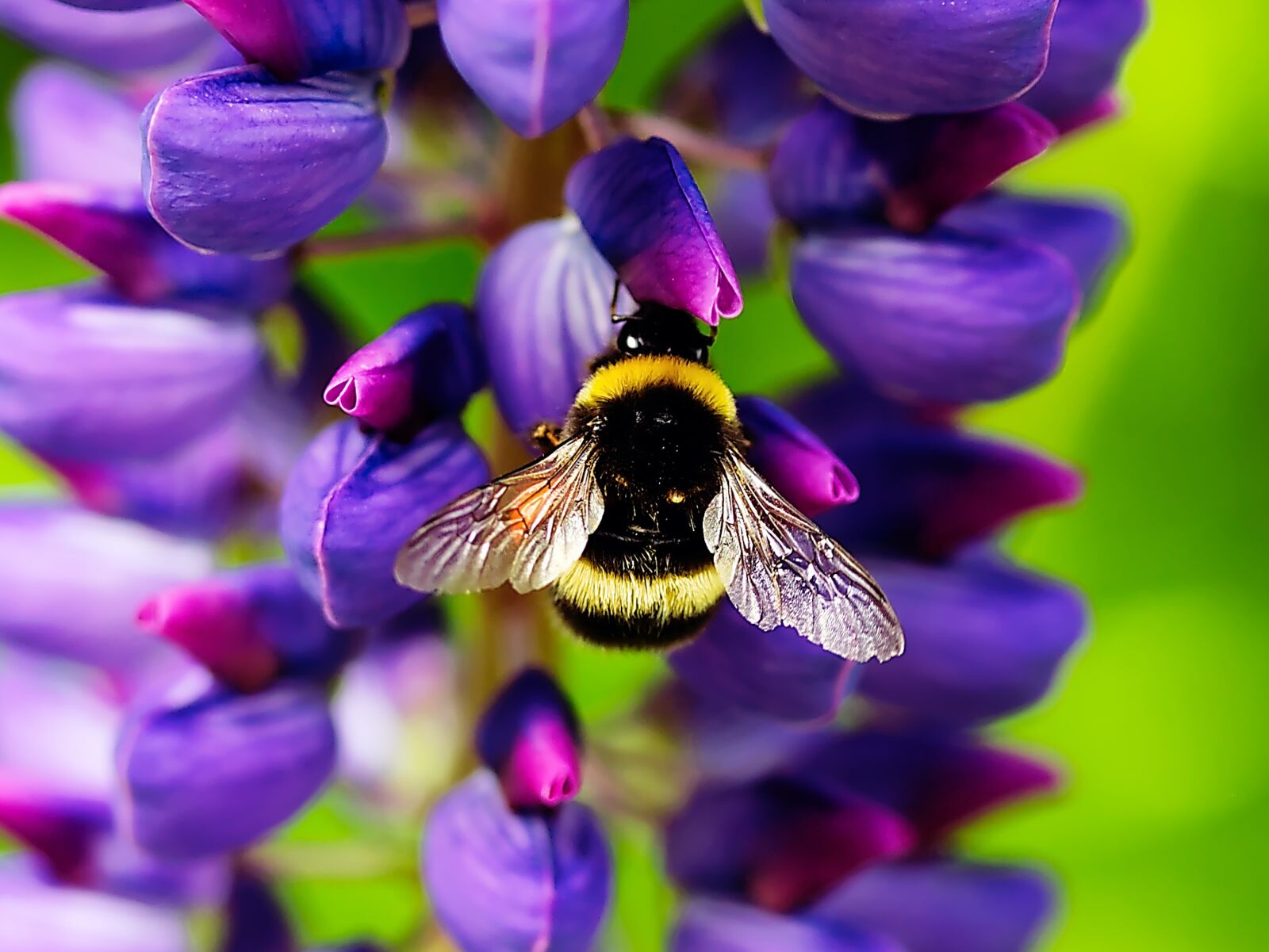 Canon EOS 450D (EOS Rebel XSi / EOS Kiss X2) sample photo. Hummel, flower, insect photography