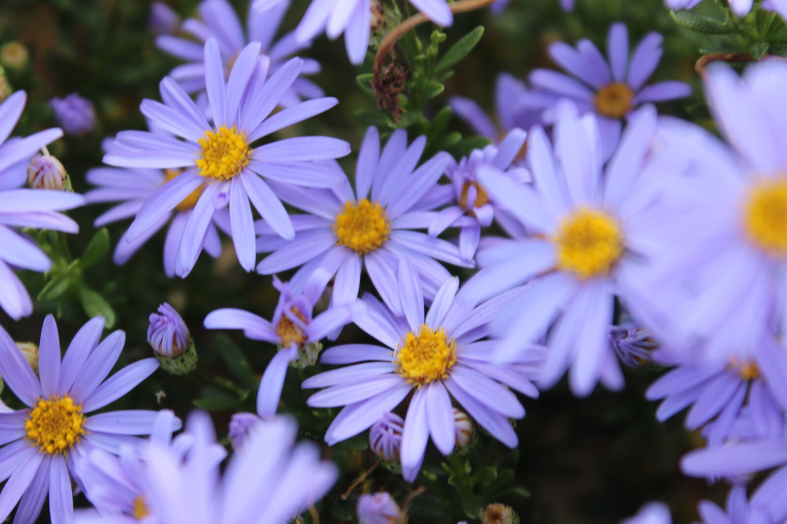 Canon EOS 600D (Rebel EOS T3i / EOS Kiss X5) sample photo. Lavender flowers, bush of photography