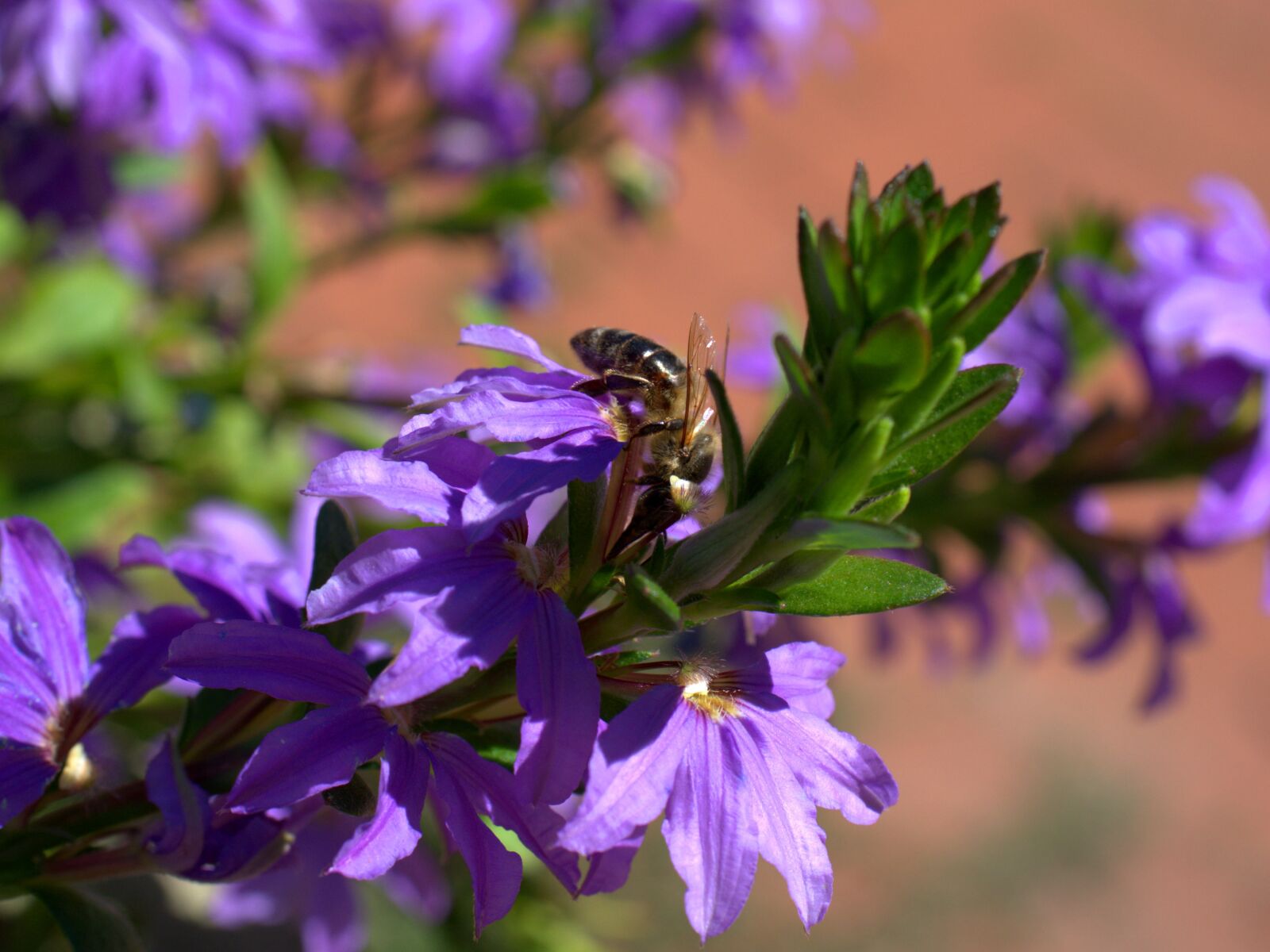 Sony FE 50mm F2.8 Macro sample photo. Bee, flower, blossom photography