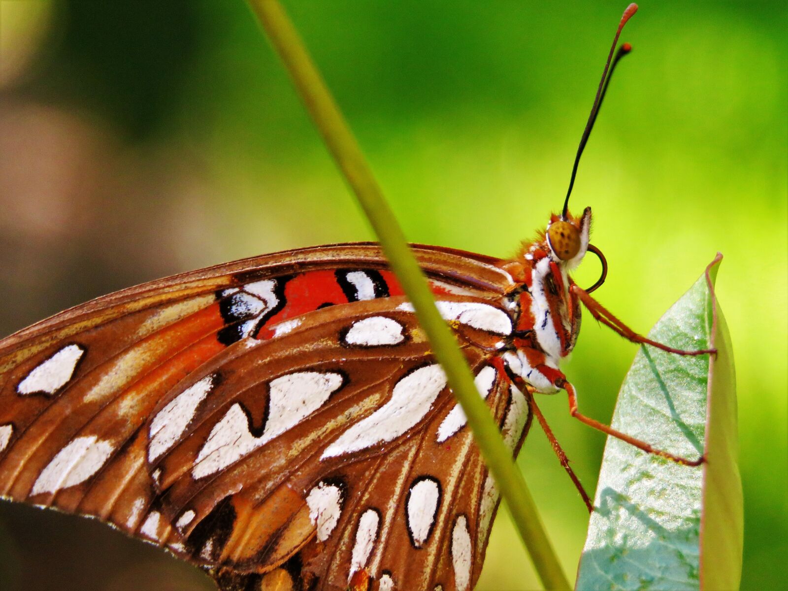 Canon PowerShot SX60 HS sample photo. Insect, butterfly, close up photography