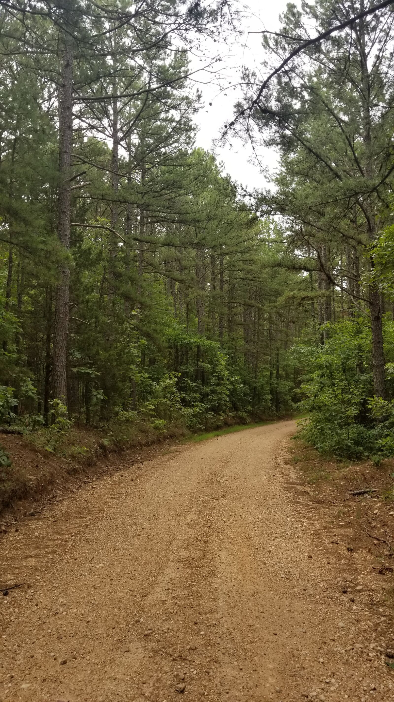 Samsung Galaxy S8 sample photo. Gravel road, pine trees photography