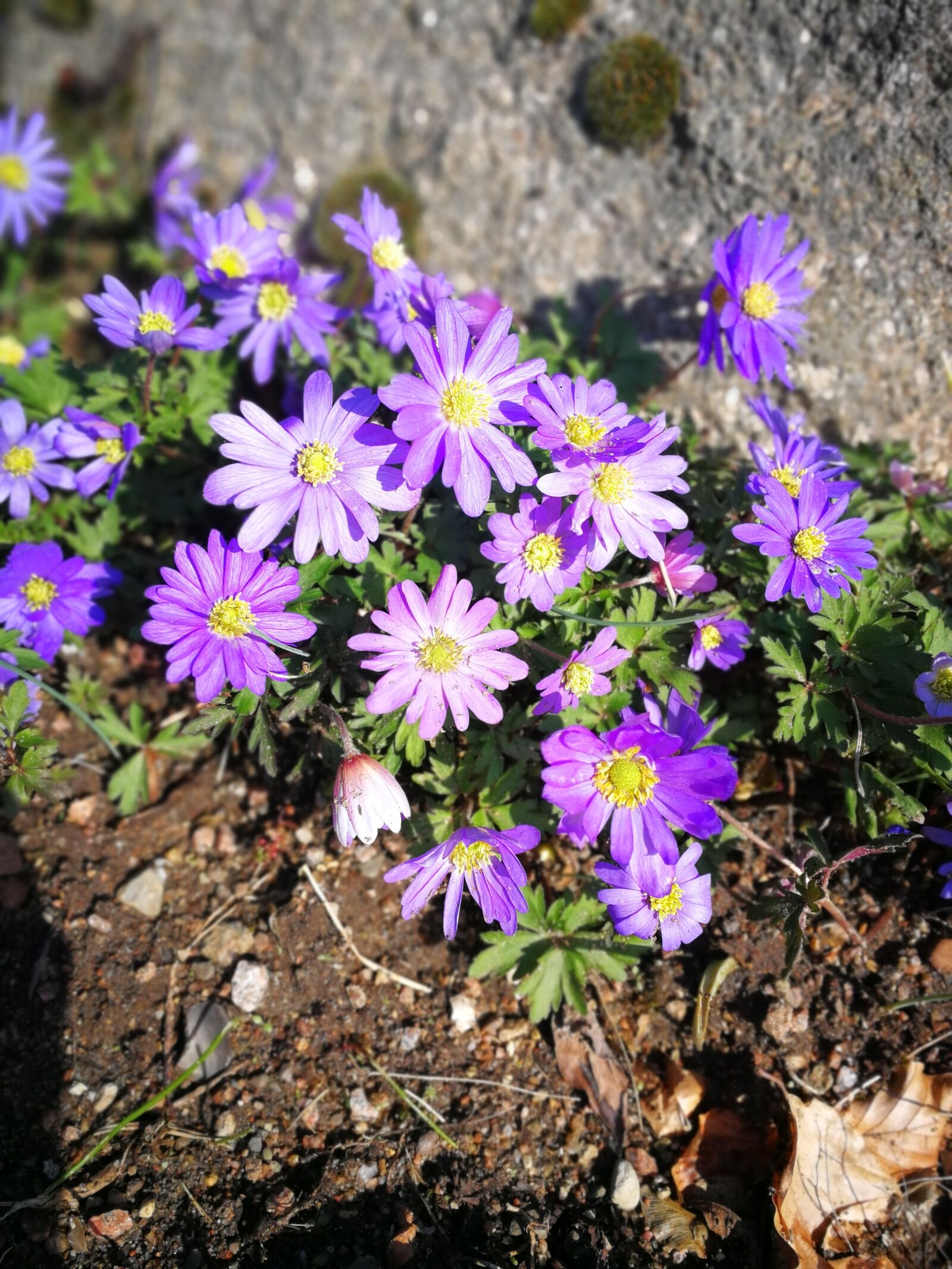 HUAWEI P10 sample photo. Nature, flower, plant photography