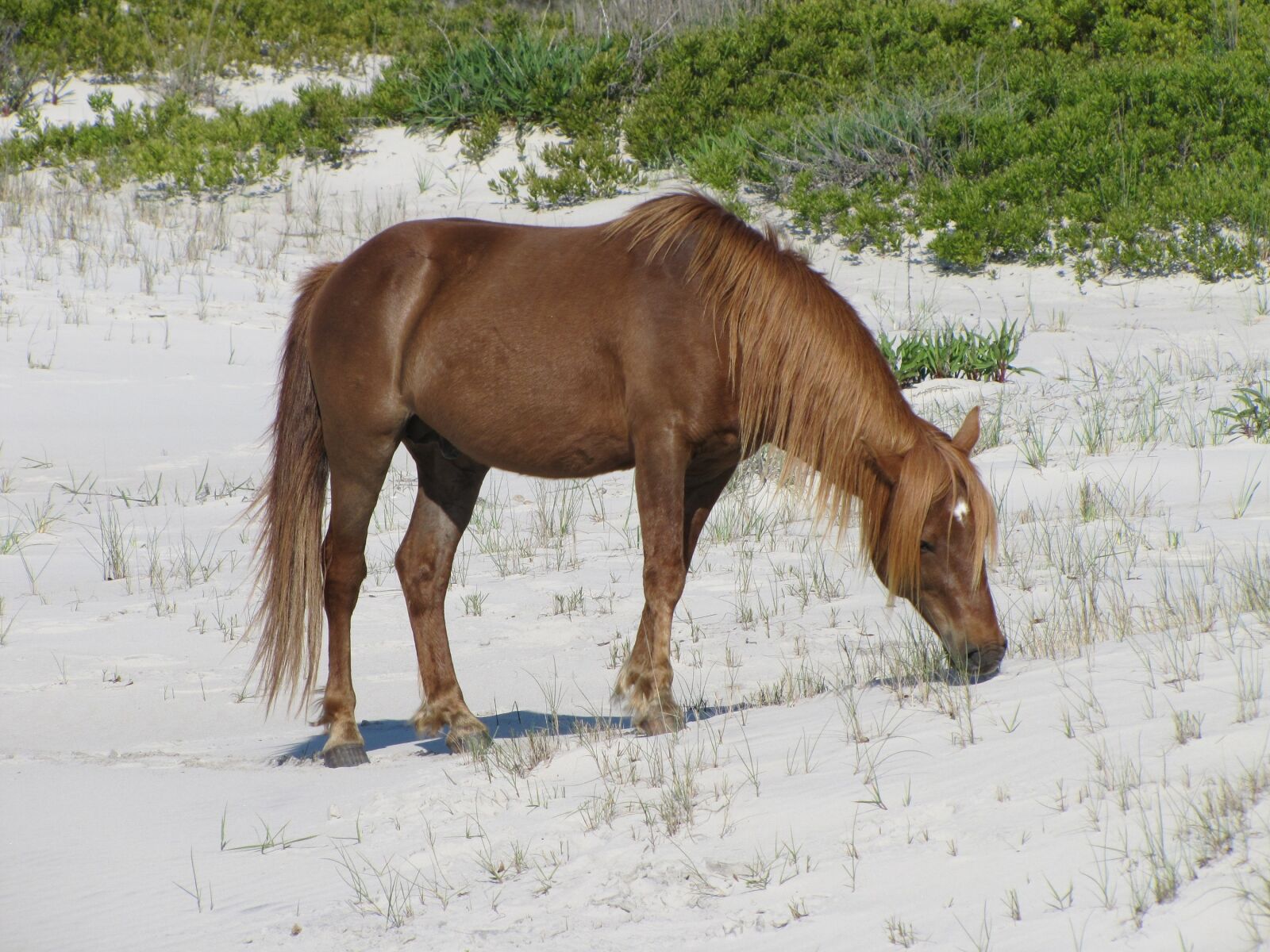 Canon PowerShot SX20 IS sample photo. Horse, grazing, wild photography