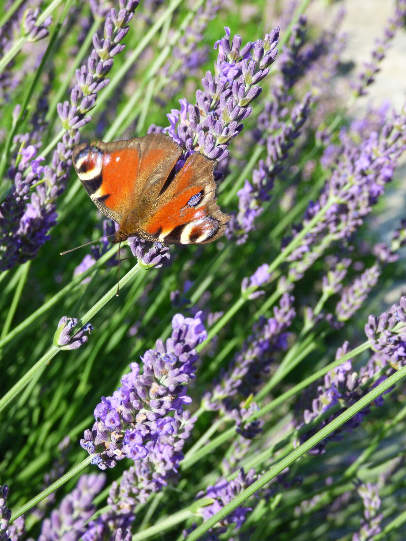 Panasonic DMC-FZ72 sample photo. Lavender, butterfly, insect photography