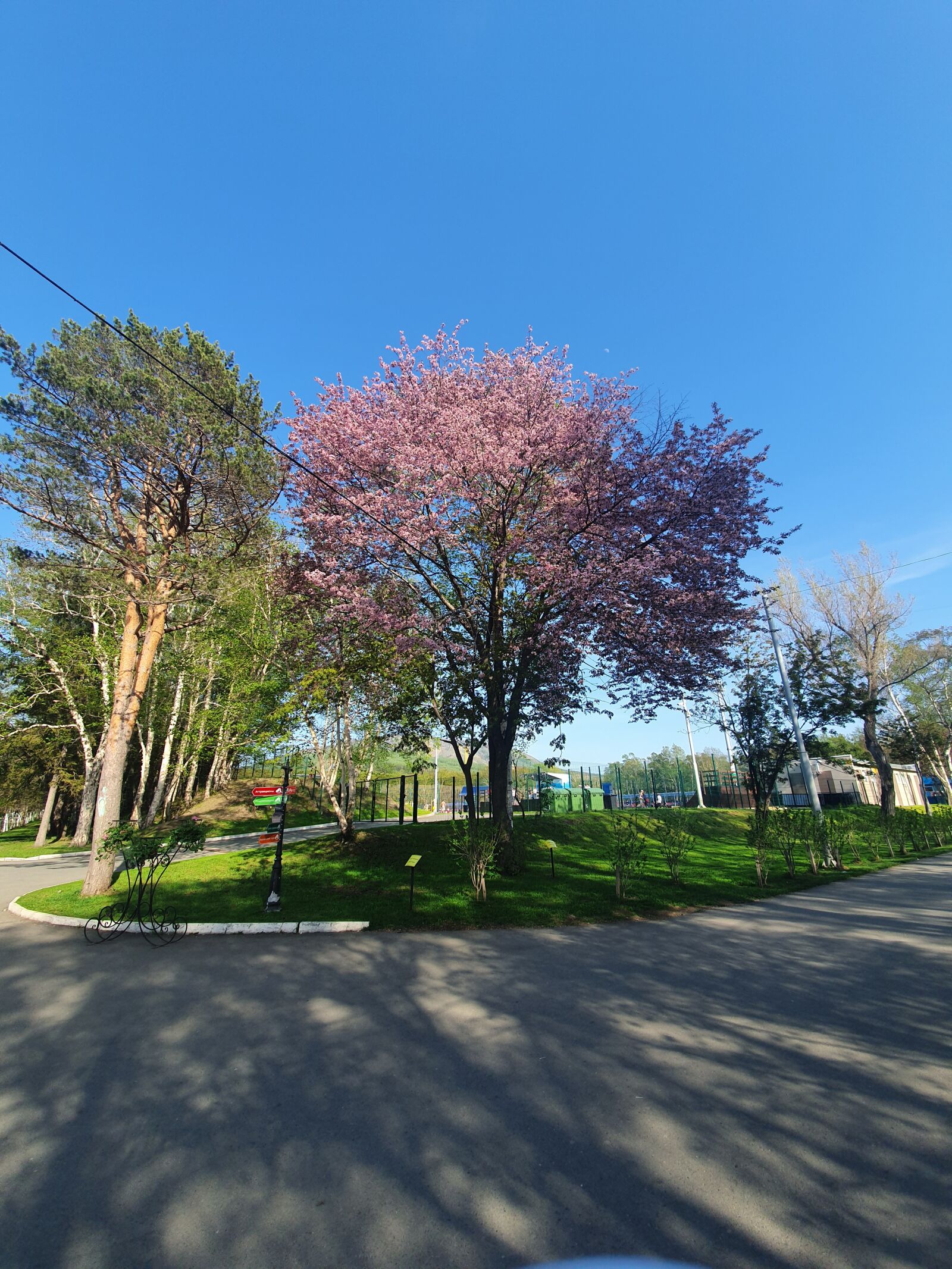 Samsung Galaxy S10 sample photo. Park, sakhalin, sakura photography