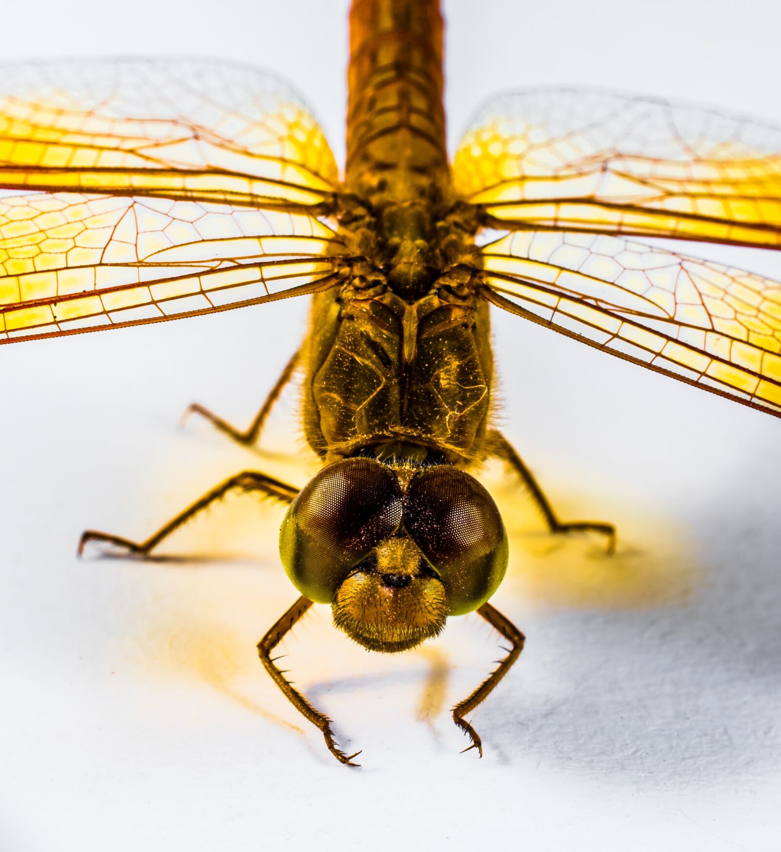 Nikon D5200 sample photo. Dragonfly, insect, yellow photography