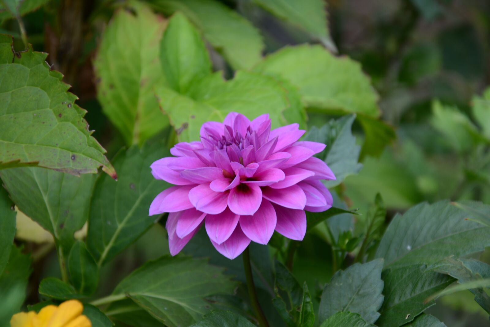 Nikon D3100 sample photo. Pink, flower, garden photography