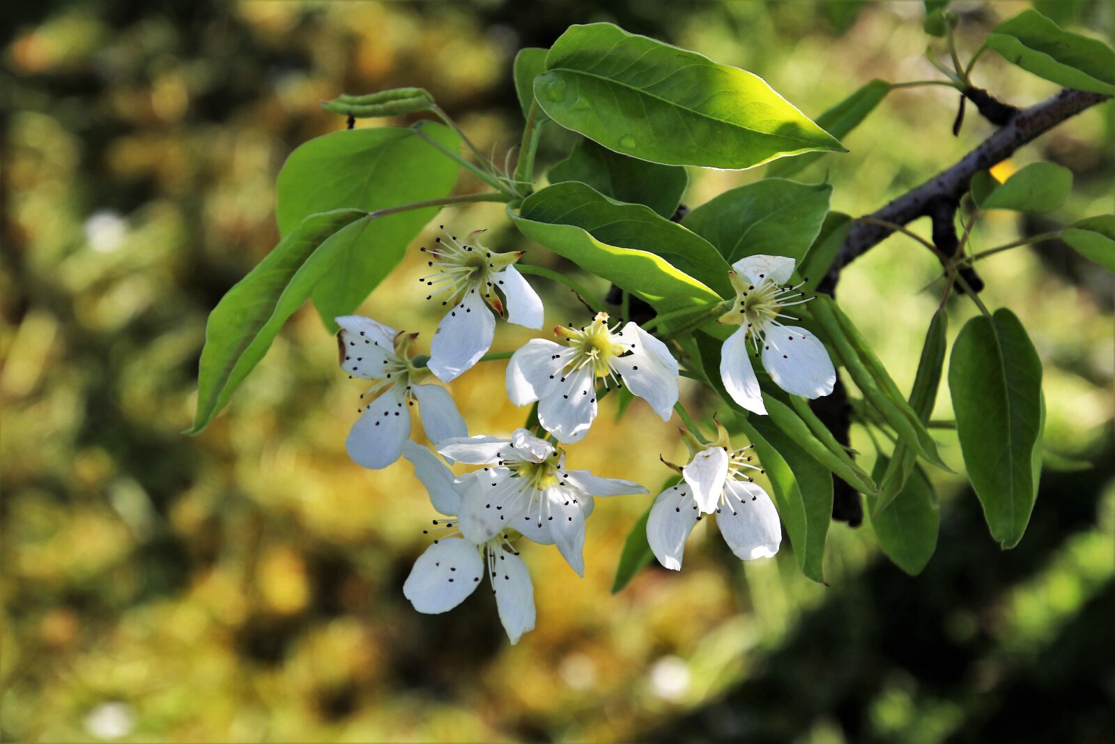Canon EOS 80D sample photo. Spring, tree, fruit photography