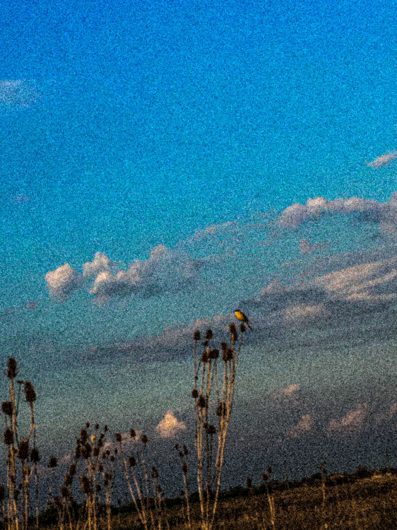 Apple iPhone 6s sample photo. Bird, picture, peaceful photography