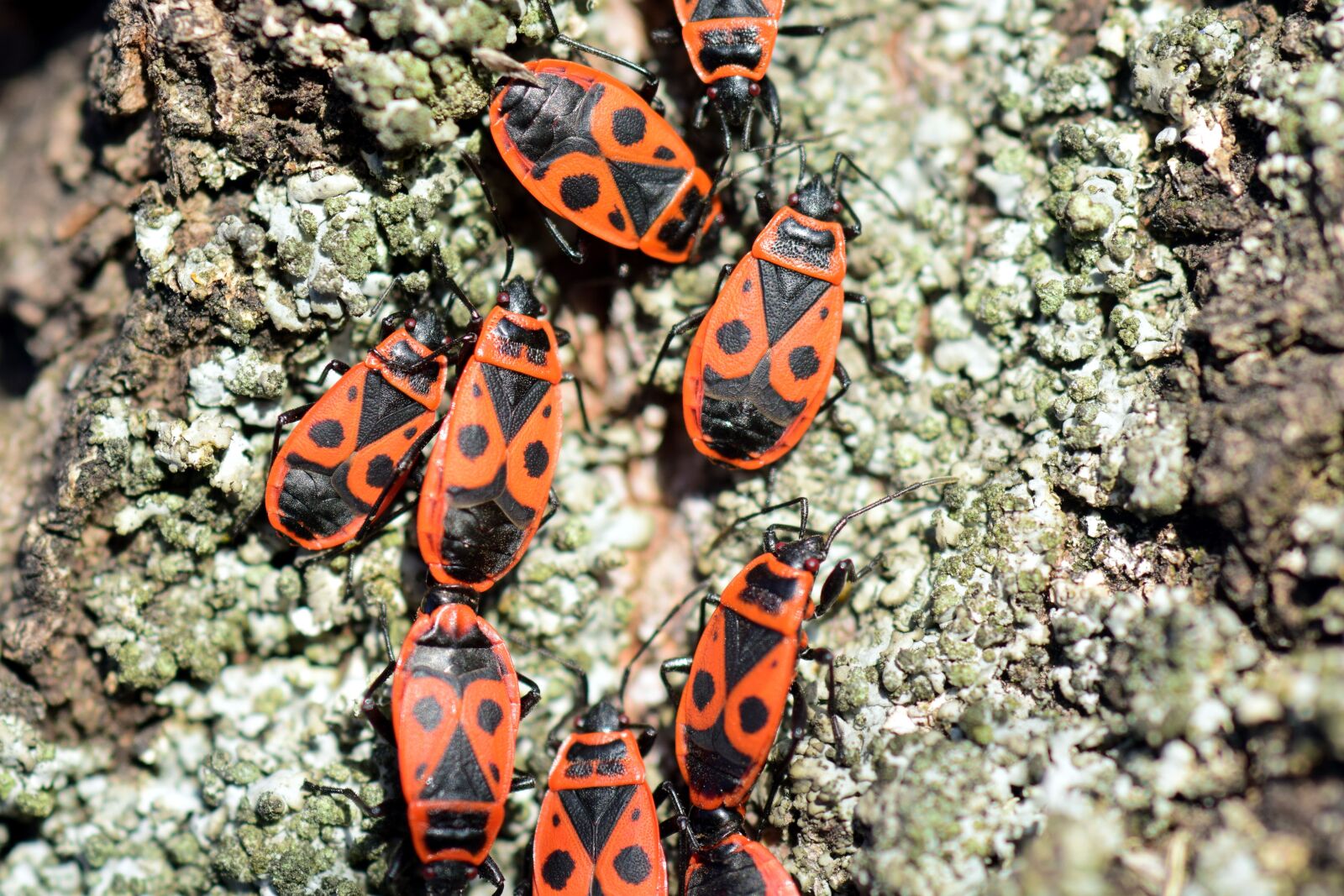 Nikon D3300 sample photo. Fire bug, pyrrhocoris apterus photography