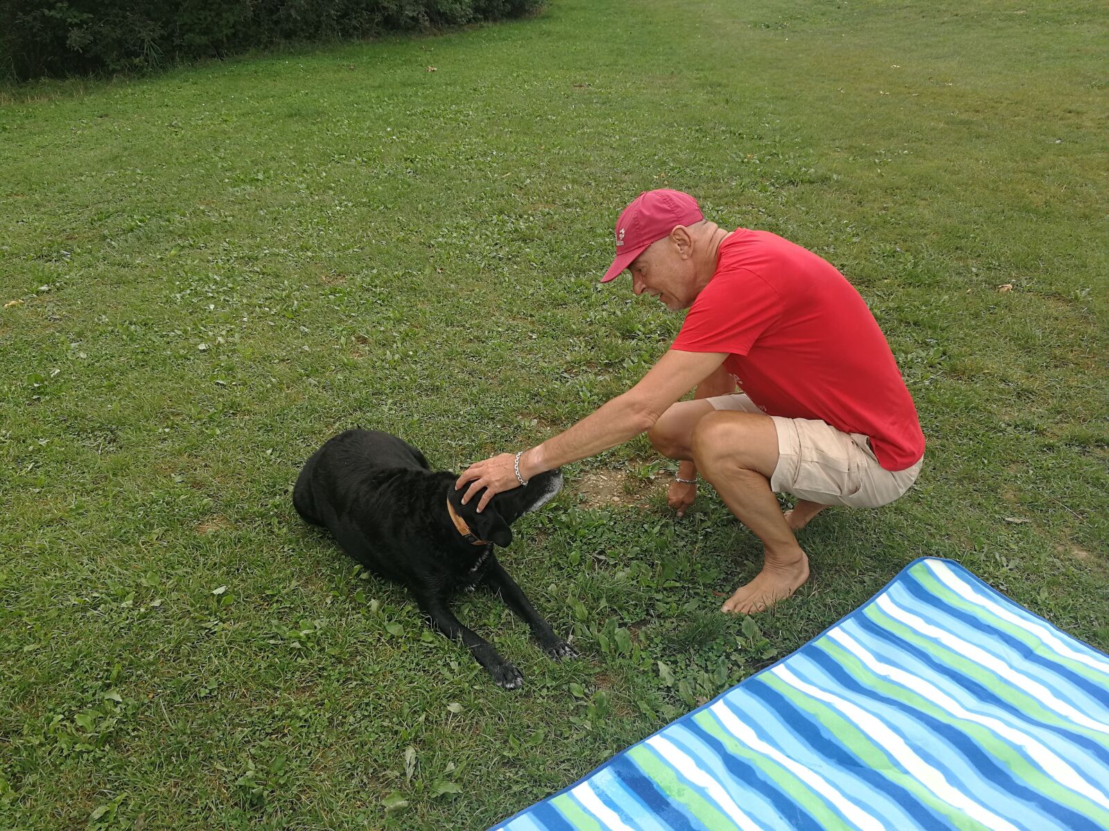 HUAWEI P10 sample photo. Labrador, dog, black photography