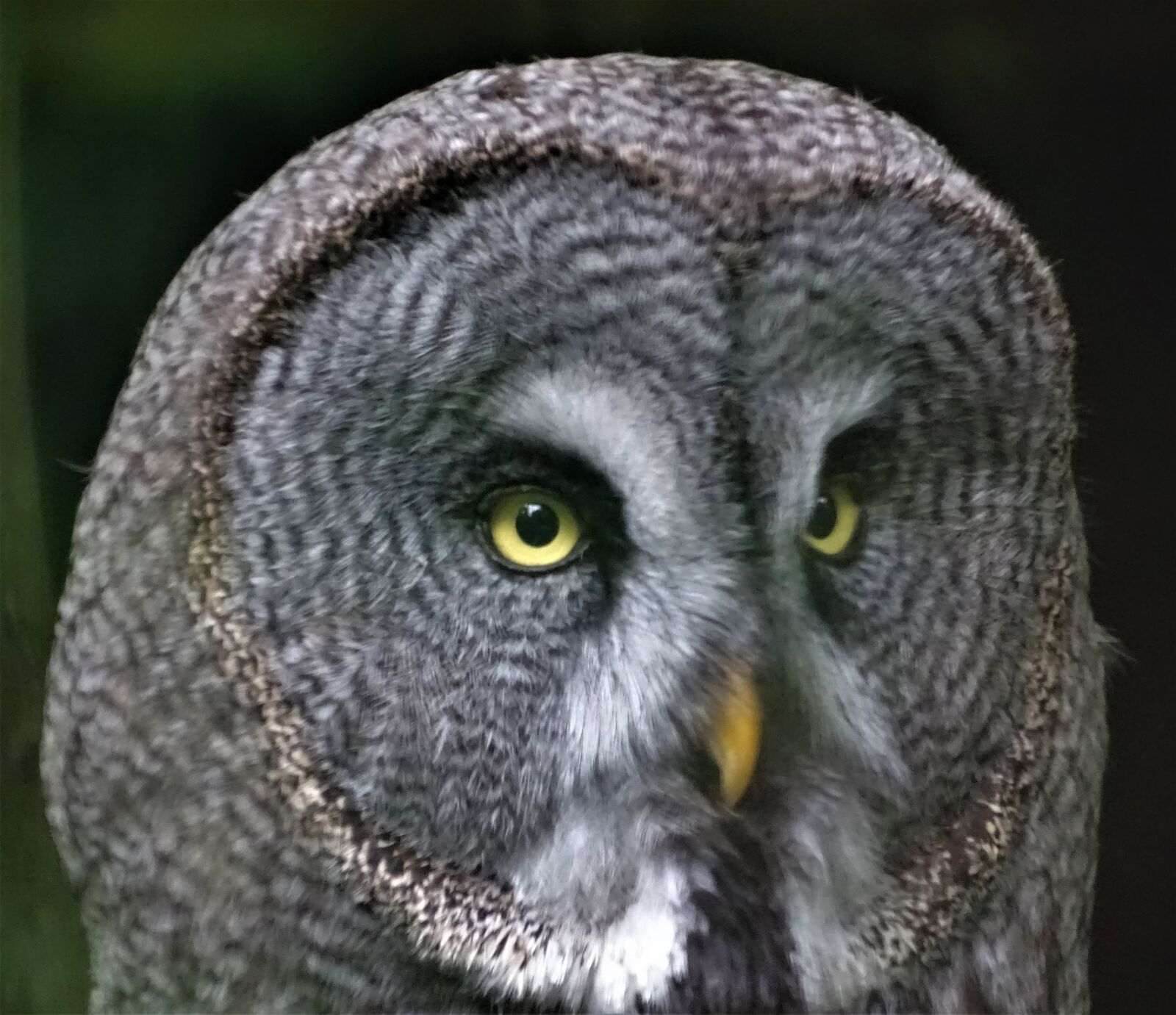 Sony Cyber-shot DSC-HX400V sample photo. Bartkautz, animal, macro photography