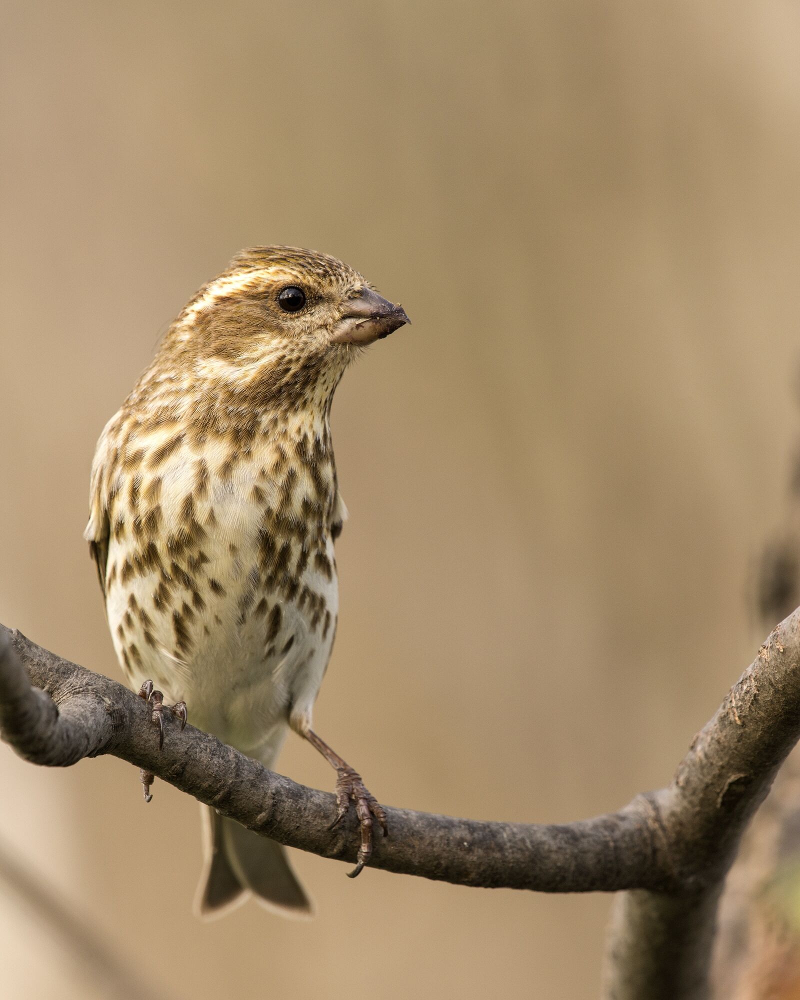 Nikon D7200 sample photo. Female, purple finch, avian photography